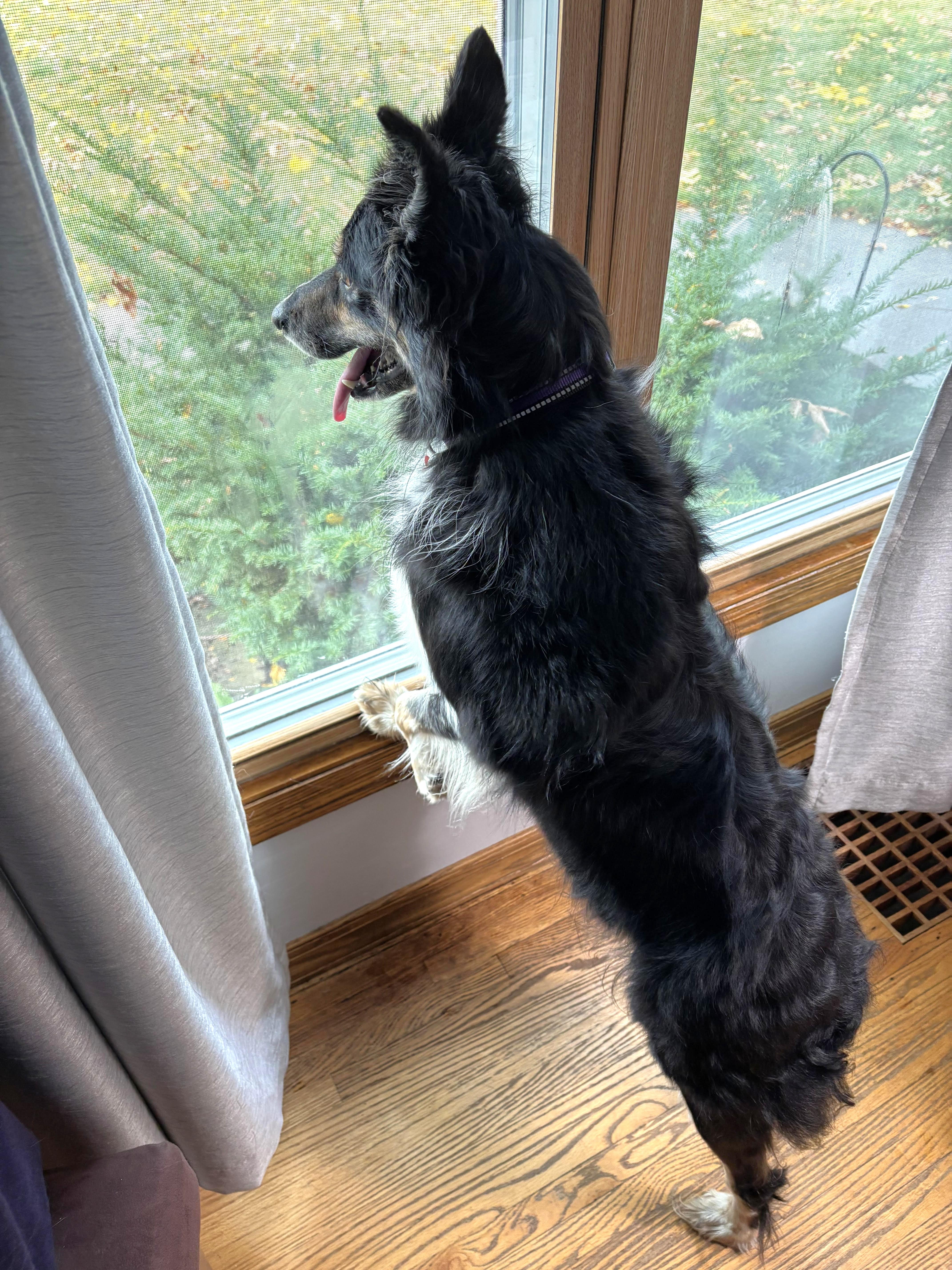 Enlarge Maisie, a Adoptable Border Collie in Minneapolis, MN image 4/6