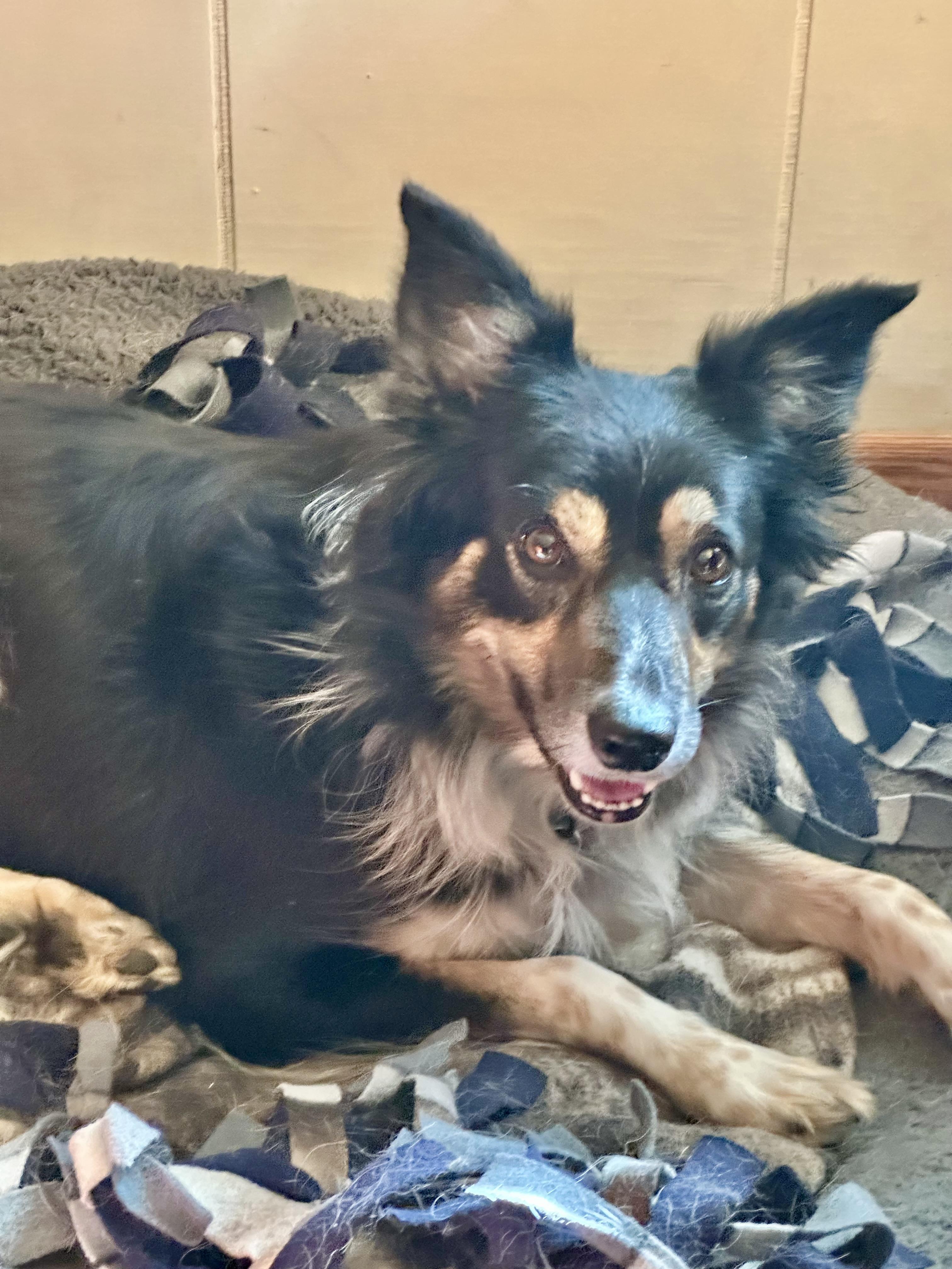 Enlarge Maisie, a Adoptable Border Collie in Minneapolis, MN image 5/6