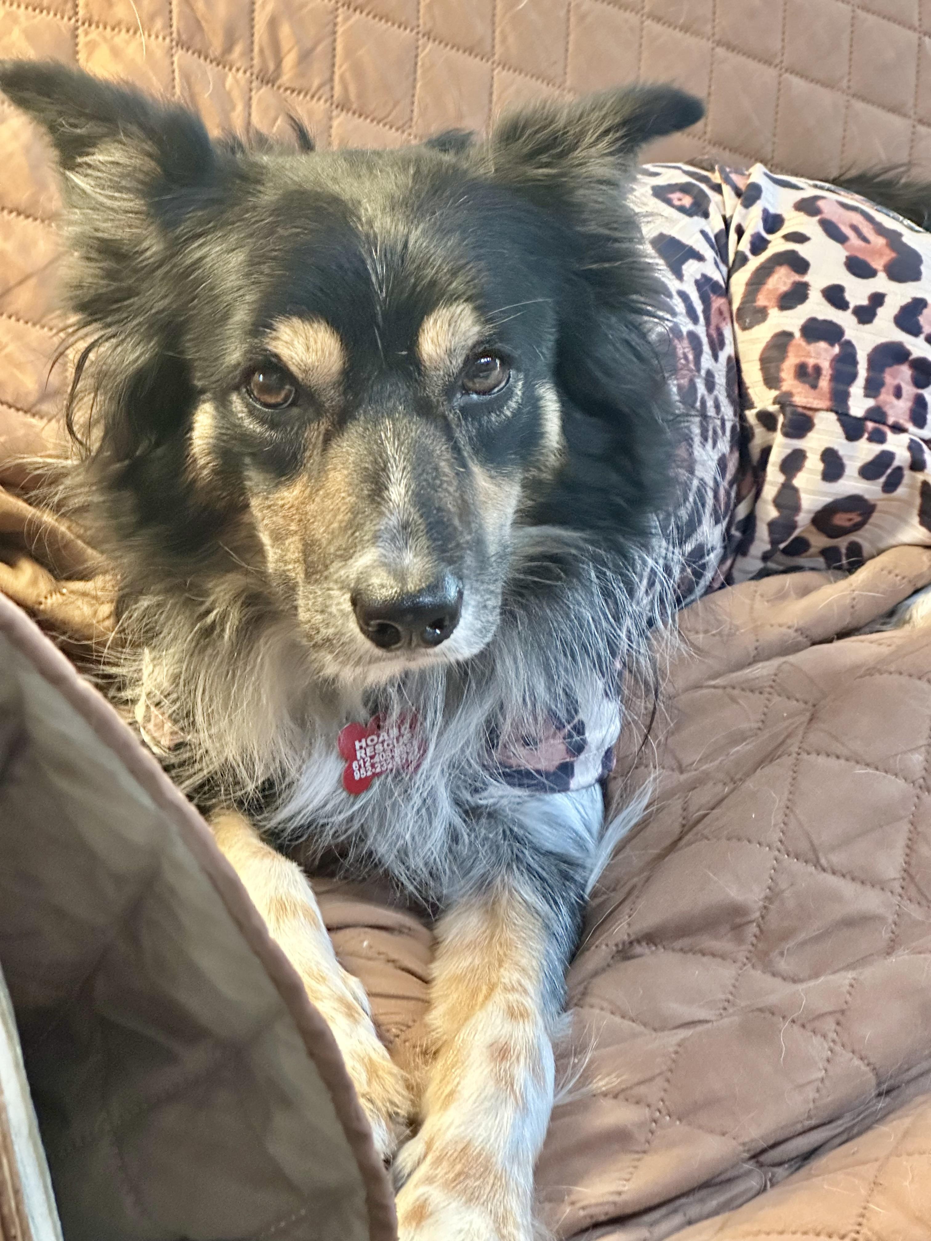 Enlarge Maisie, a Adoptable Border Collie in Minneapolis, MN image 6/6