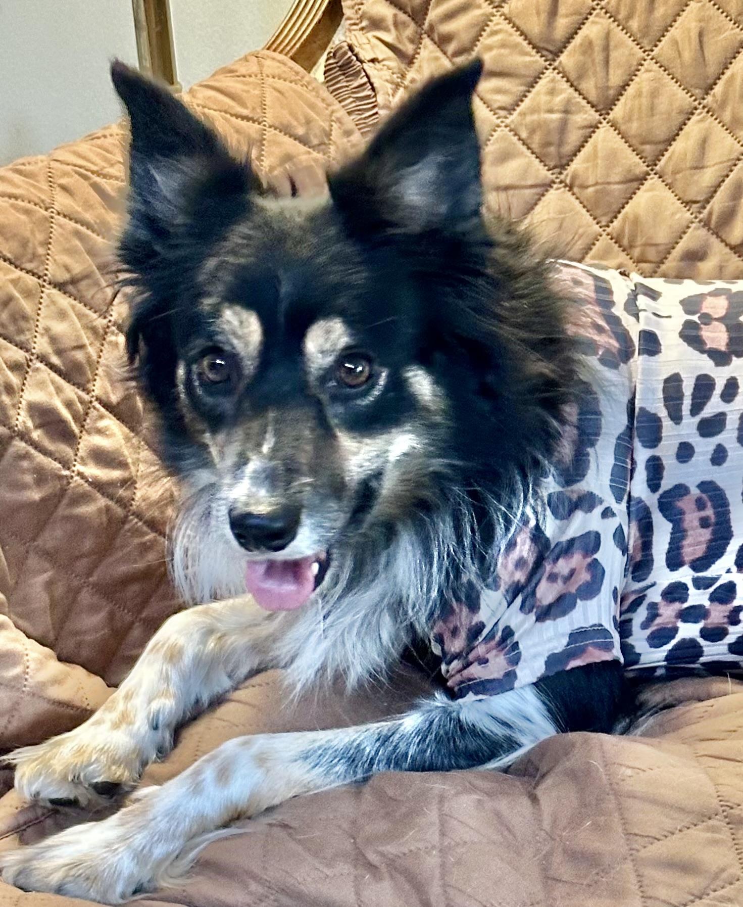 Maisie, Adoptable, Adult Female Border Collie.