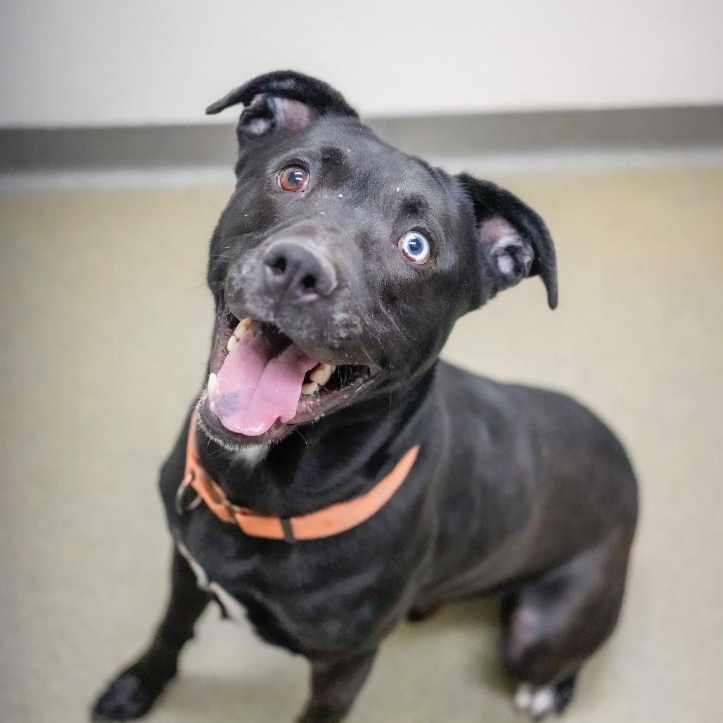 Shadow, Adoptable, Adult Male Pit Bull Terrier.