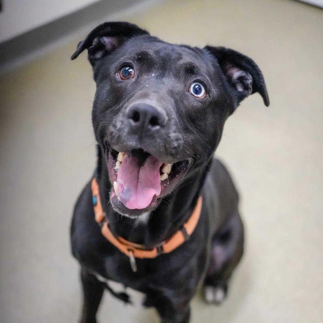 Enlarge Shadow, a Adoptable mixed breed in Thomaston, ME image 2/2