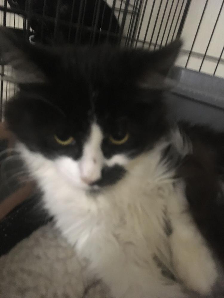 Esther, Adopted, Kitten Female Domestic Short Hair.