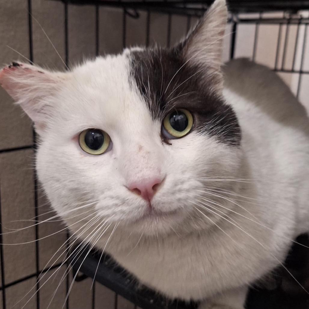 Enlarge Patches, a Adoptable Domestic Short Hair in Las Vegas, NV image 2/2