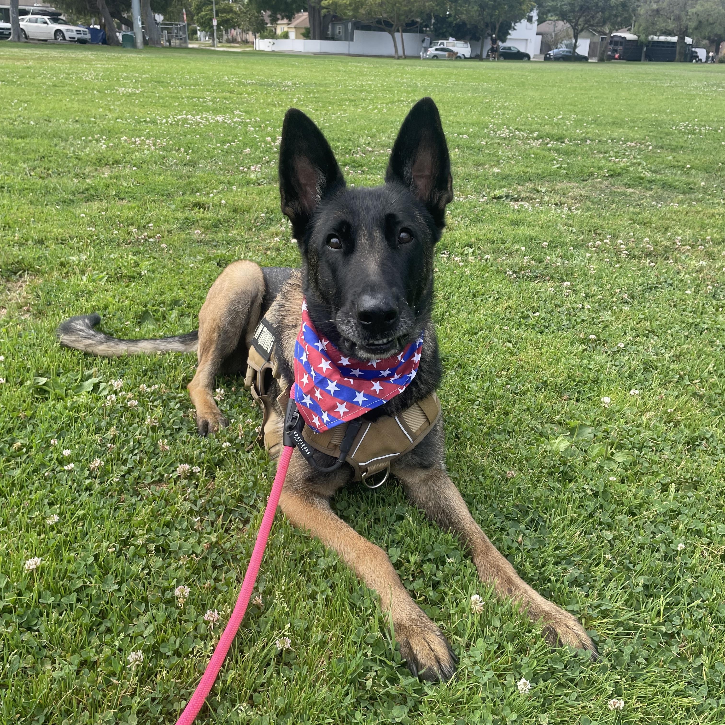 Diamond, a ADOPTABLE Belgian Shepherd / Malinois in Thousand Oaks, CA image 2/6