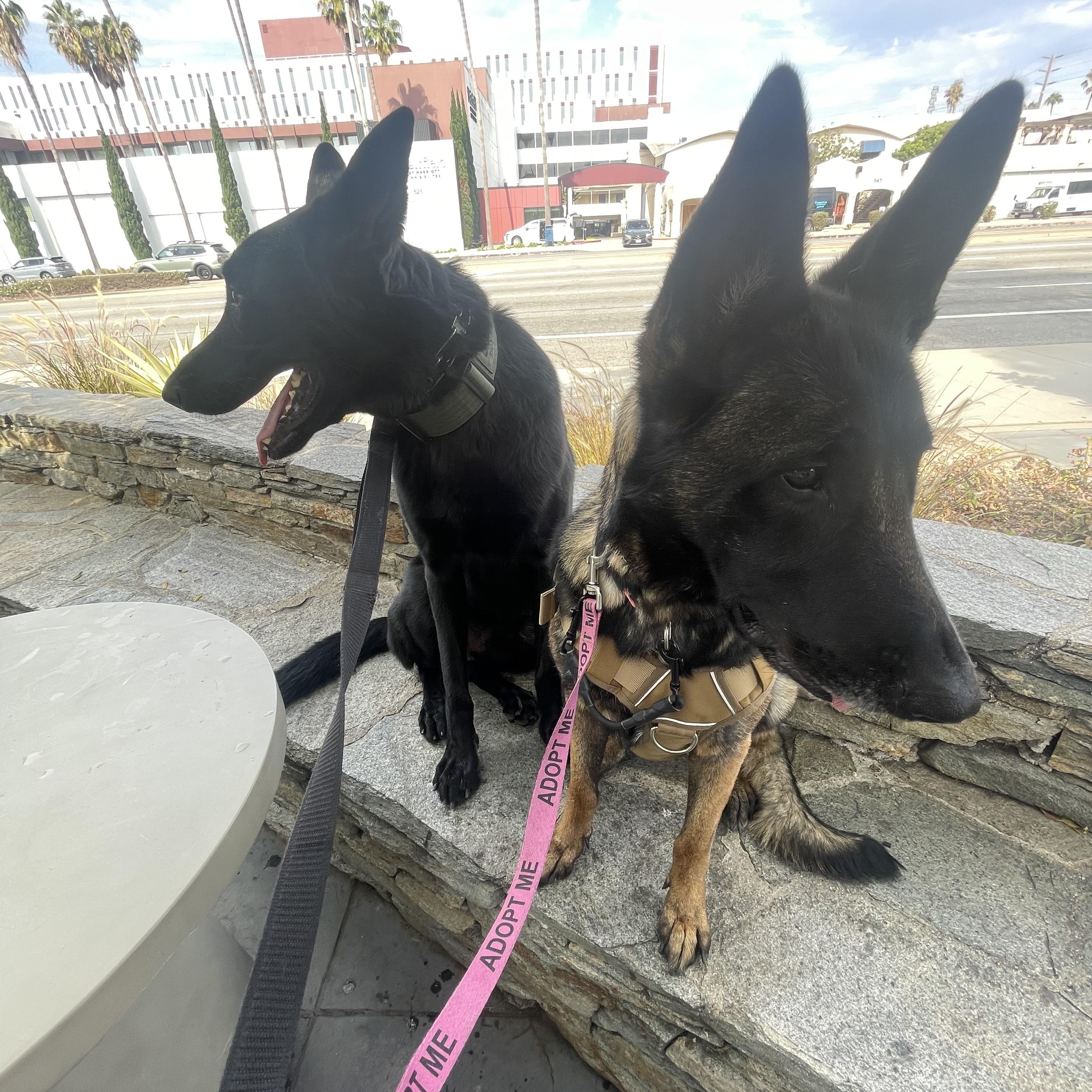 Diamond ( Halo), a ADOPTABLE Belgian Shepherd / Malinois in Thousand Oaks, CA image 6/6