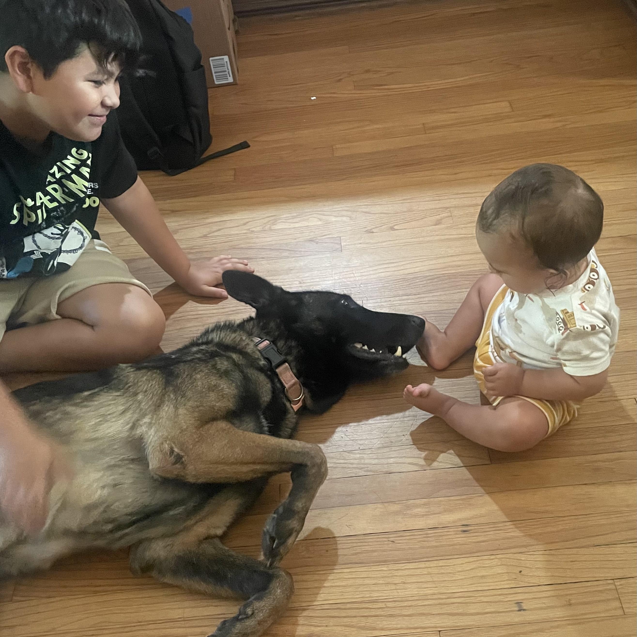 Diamond ( Halo), a ADOPTABLE Belgian Shepherd / Malinois in Thousand Oaks, CA image 4/6