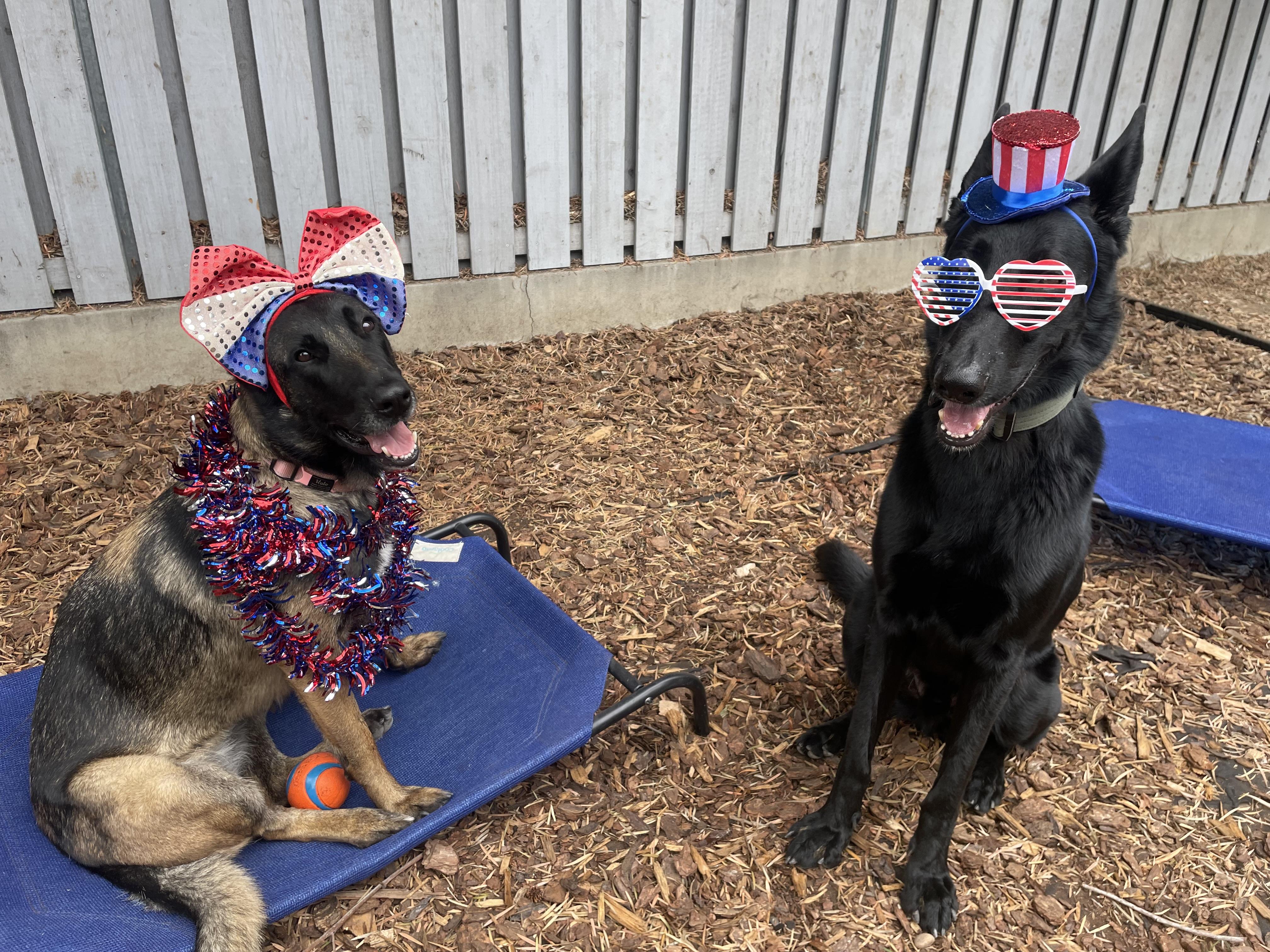 Diamond ( Halo), a ADOPTABLE Belgian Shepherd / Malinois in Thousand Oaks, CA image 3/6