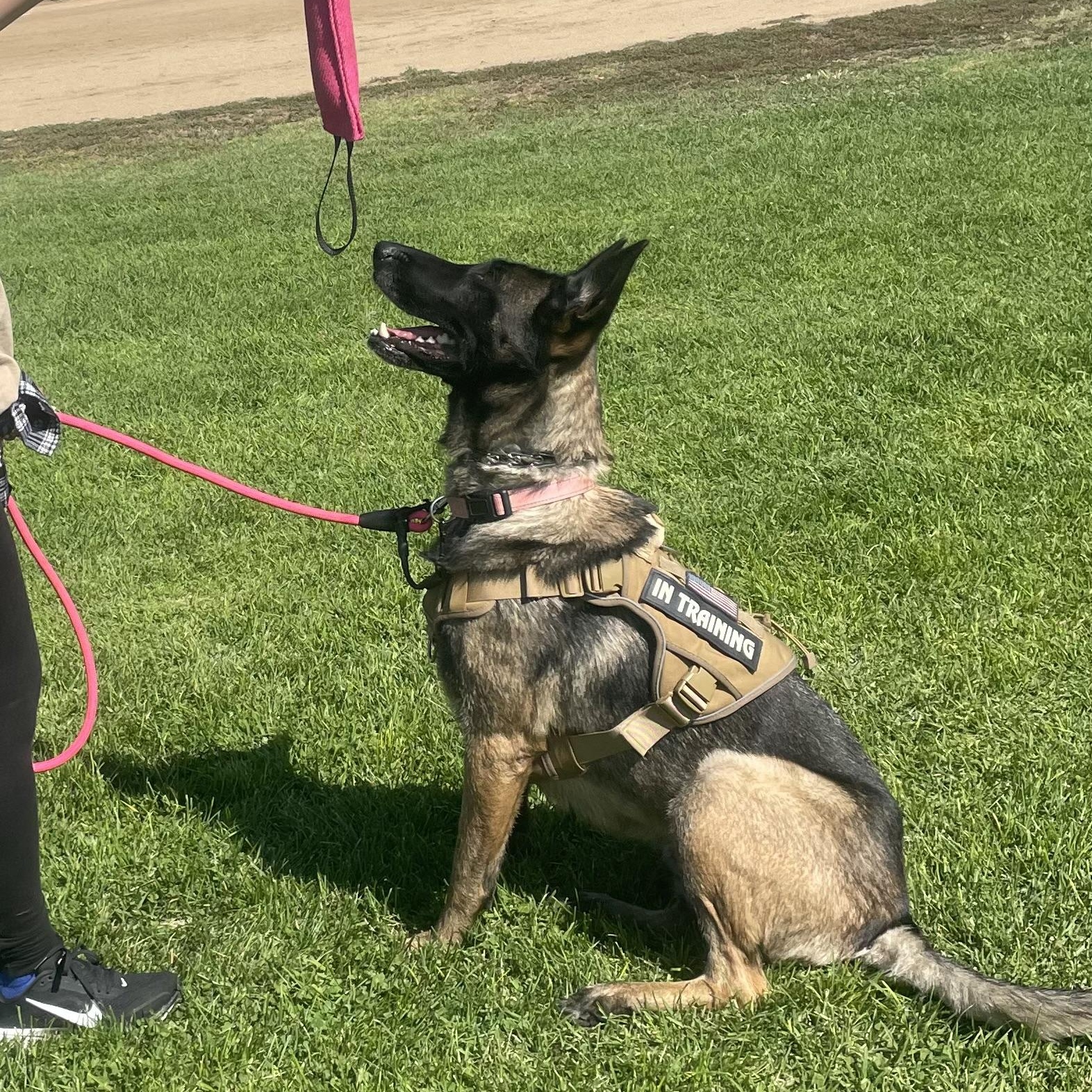 Diamond, a ADOPTABLE Belgian Shepherd / Malinois in Thousand Oaks, CA image 3/6