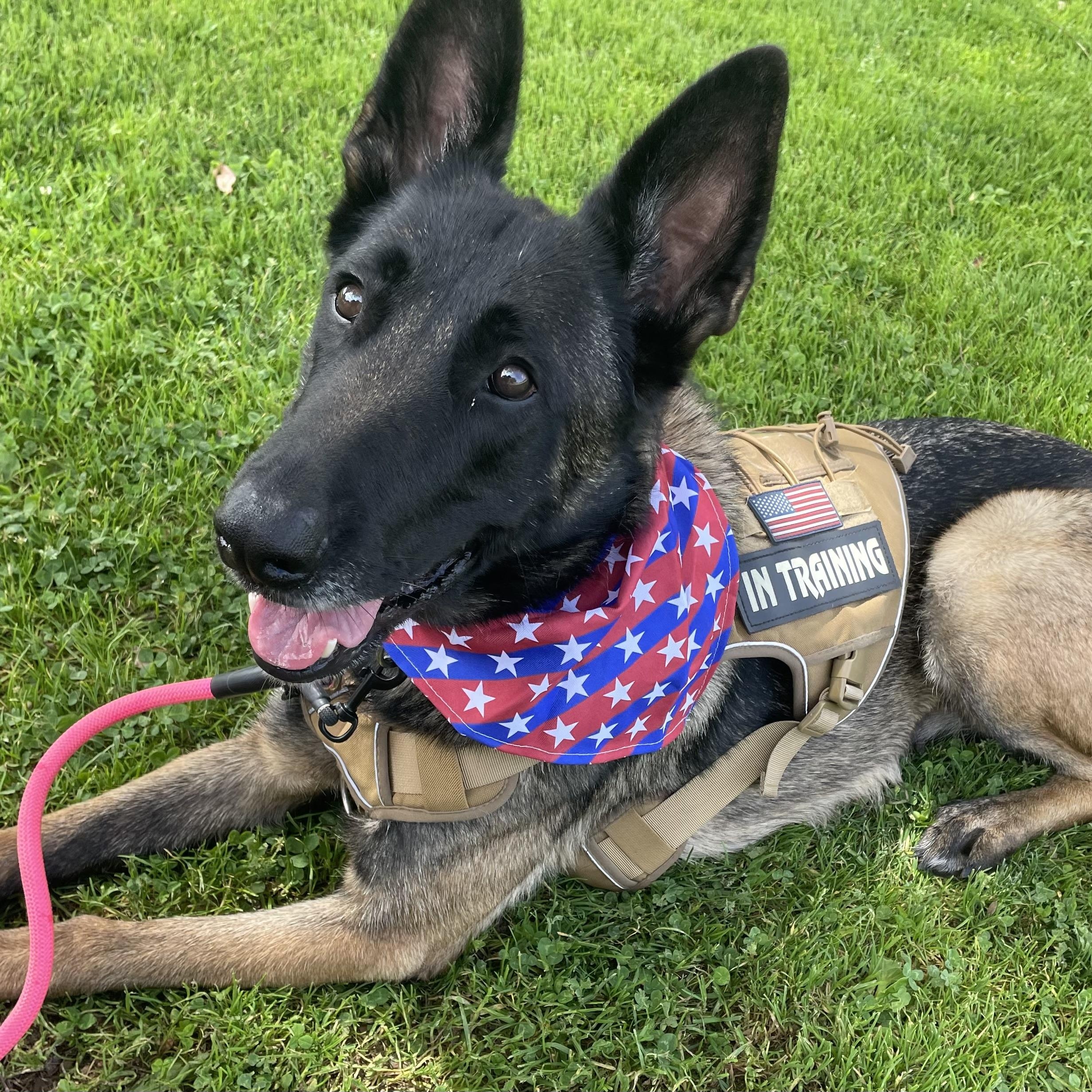Diamond, a ADOPTABLE Belgian Shepherd / Malinois in Thousand Oaks, CA image 1/6