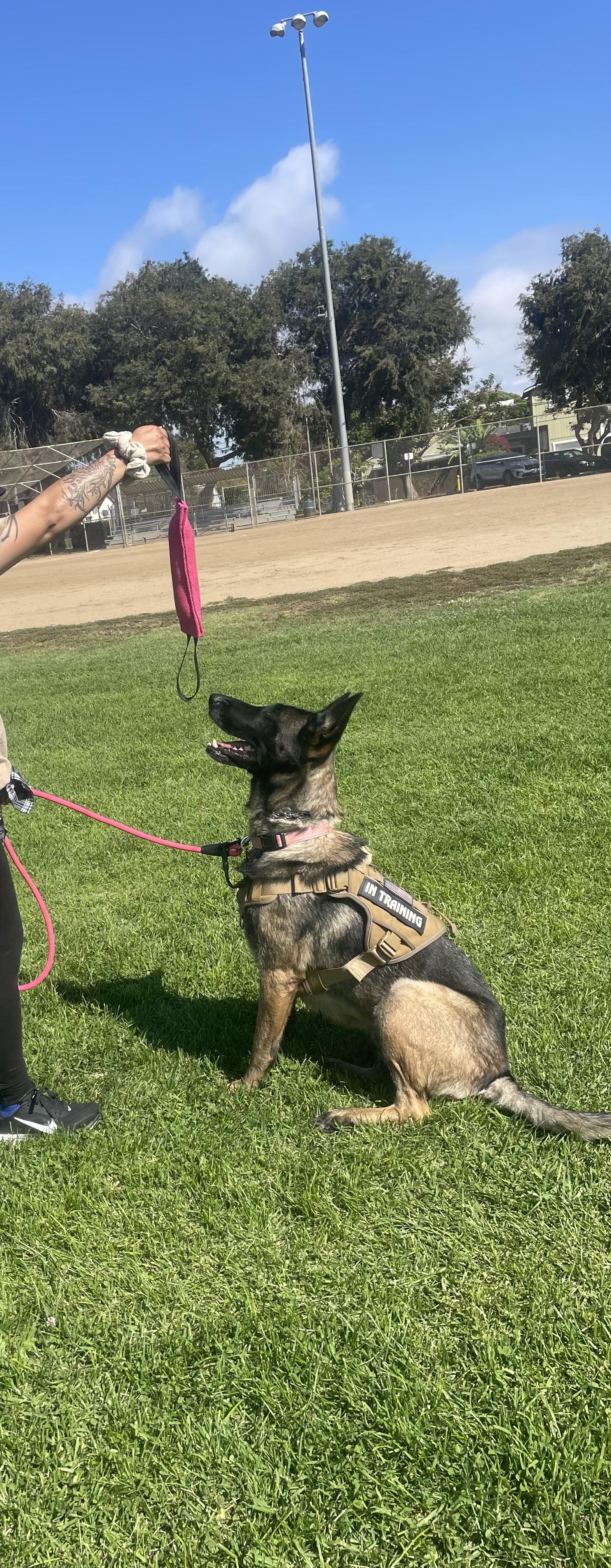 Diamond, a ADOPTABLE Belgian Shepherd / Malinois in Thousand Oaks, CA image 4/6