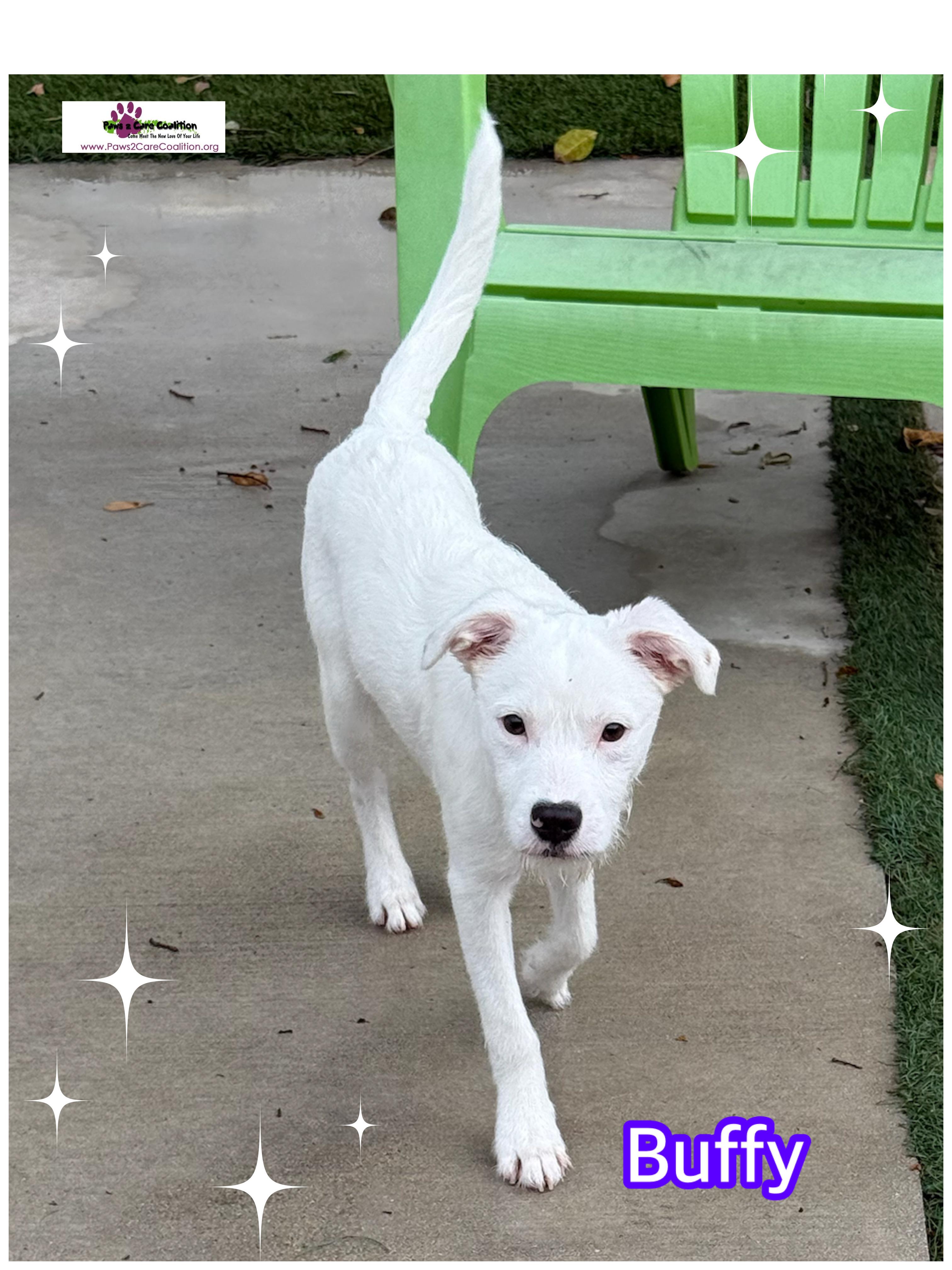 Enlarge Buffy, a Adopted Terrier in Hollywood, FL image 1/2