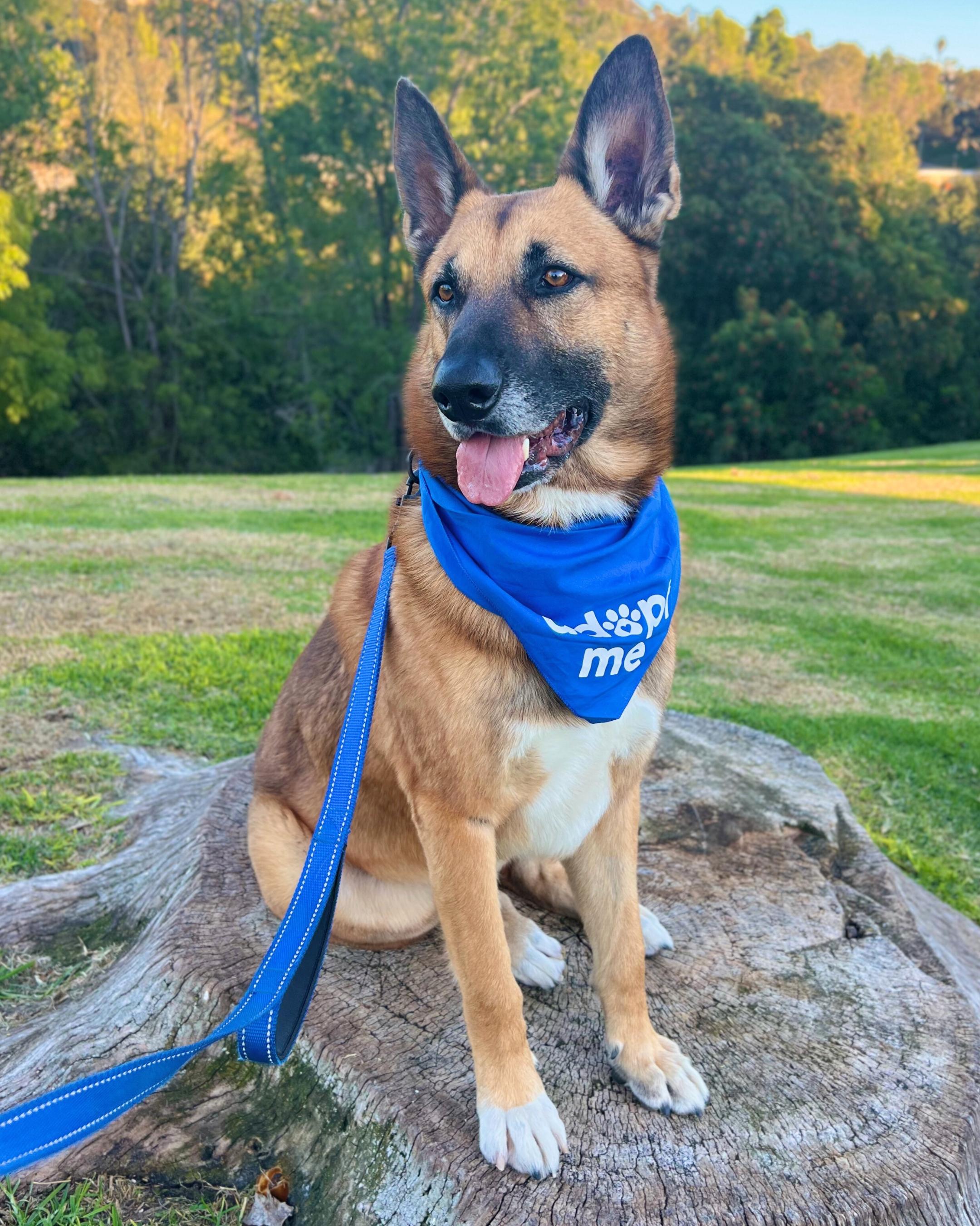 Silas, a Adoptable German Shepherd Dog in Portland, CA image 6/6