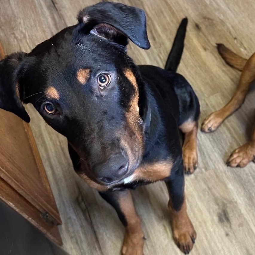 Kid, Adoptable, Young Male Doberman Pinscher.