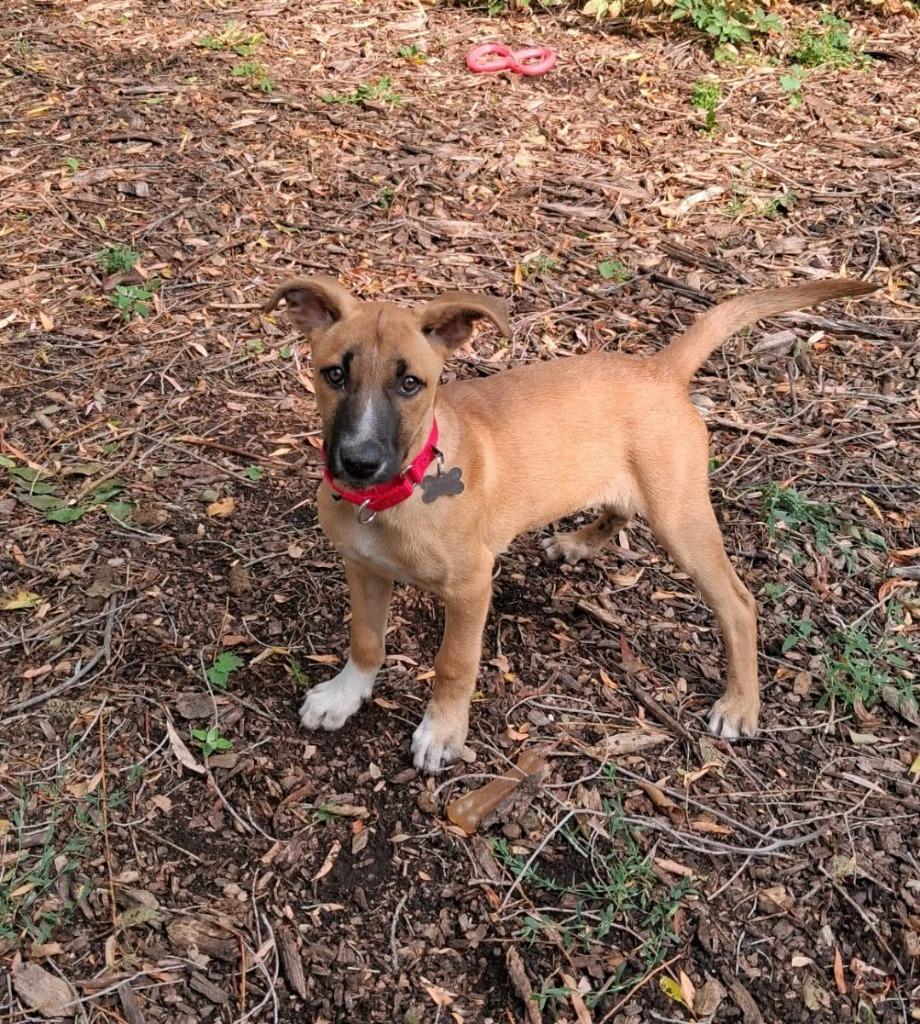 Battle, Adoptable, Puppy Male Mixed Breed.