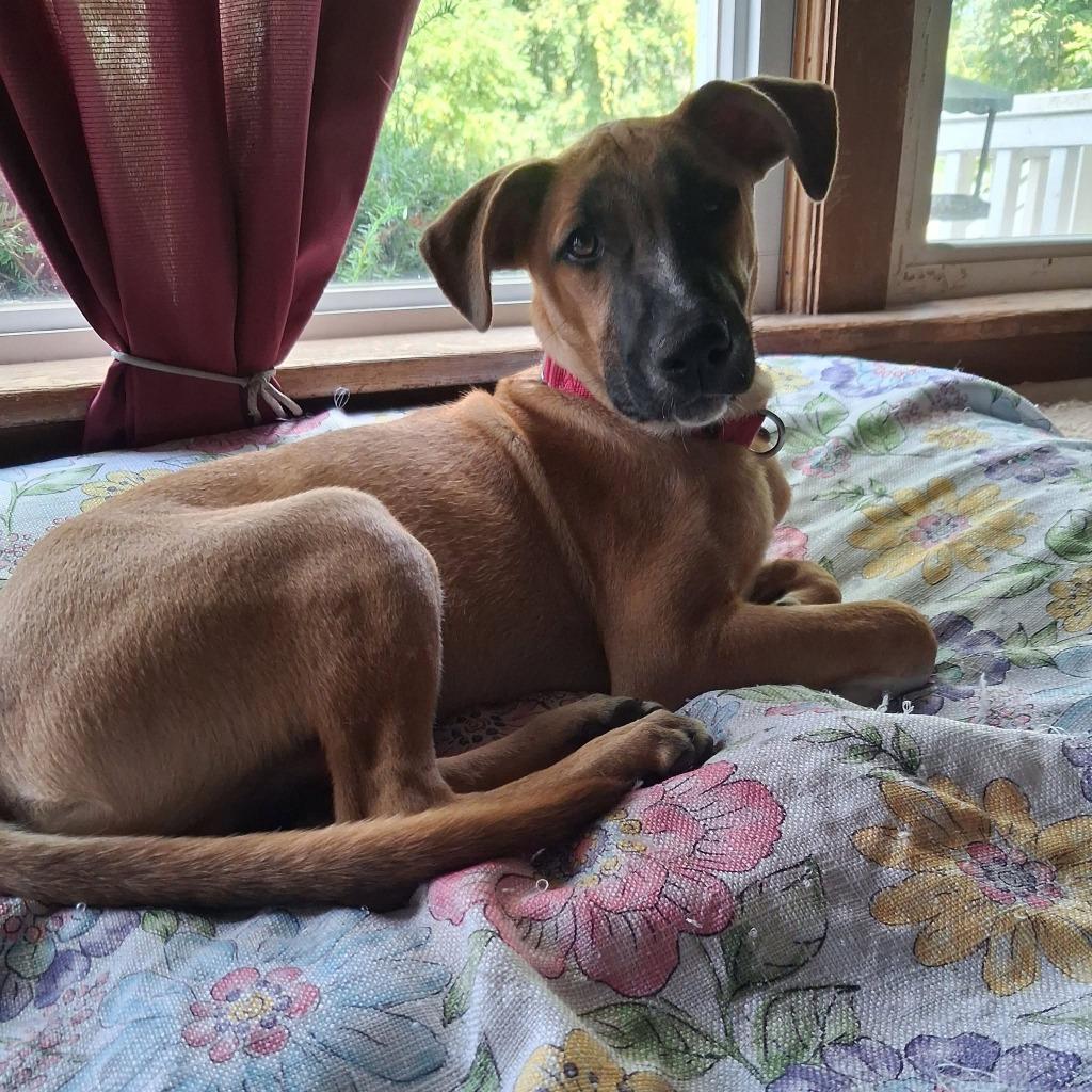 Battle, Adoptable, Puppy Male Mixed Breed.