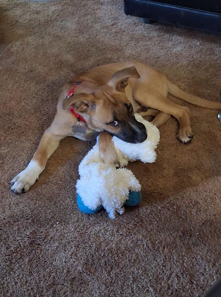 Battle, a Adoptable mixed breed in Fond Du Lac, WI image 2/5
