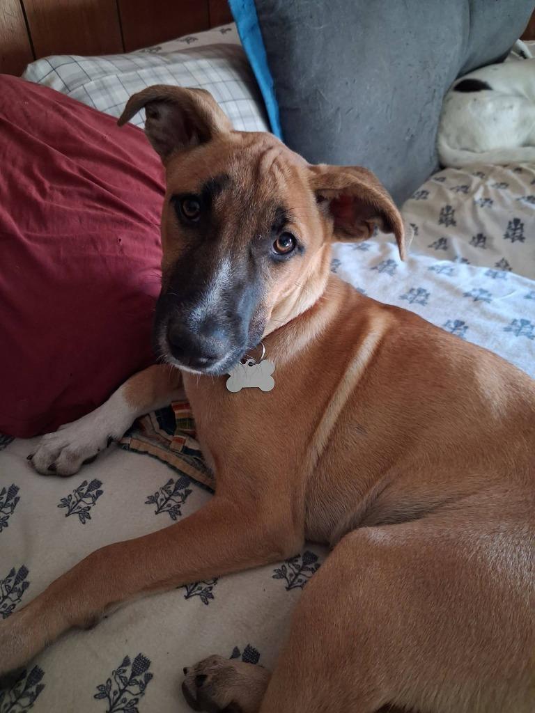 Battle, a Adoptable mixed breed in Fond Du Lac, WI image 2/5