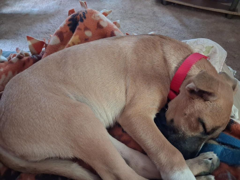 Battle, a Adoptable mixed breed in Fond Du Lac, WI image 3/5