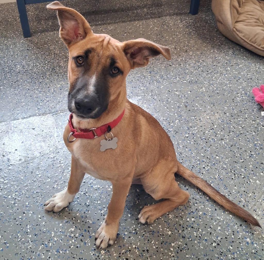 Battle, a Adoptable mixed breed in Fond Du Lac, WI image 3/5