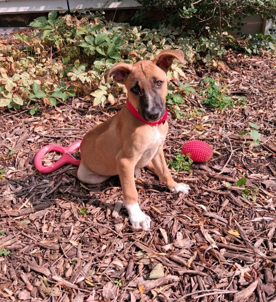 Battle, a Adoptable mixed breed in Fond Du Lac, WI image 4/5