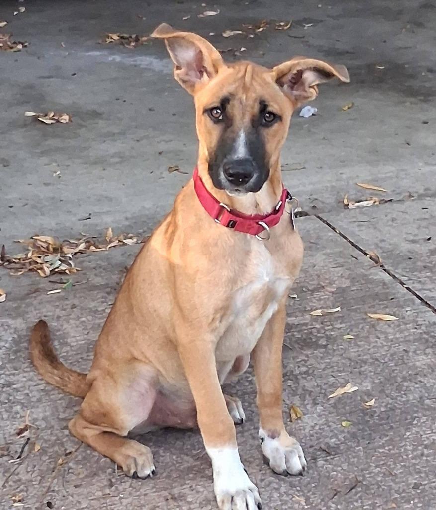 Battle, a Adoptable mixed breed in Fond Du Lac, WI image 4/5