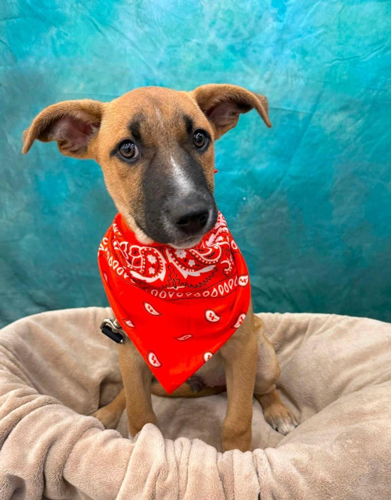 Battle, a Adoptable mixed breed in Fond Du Lac, WI image 5/5