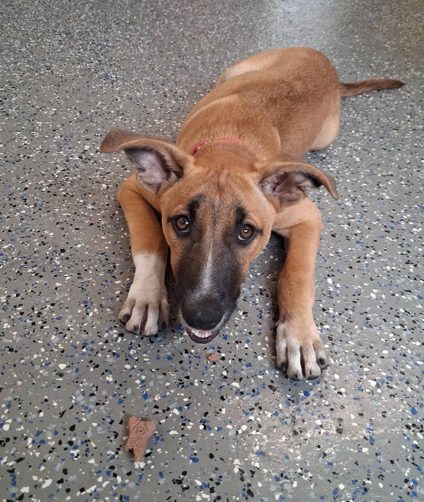 Battle, a Adoptable mixed breed in Fond Du Lac, WI image 5/5