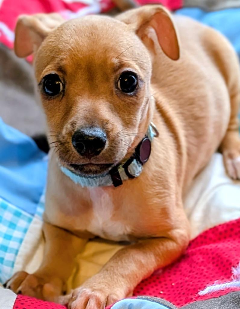 Moe, Adoptable, Puppy Male Miniature Pinscher & Mixed Breed.