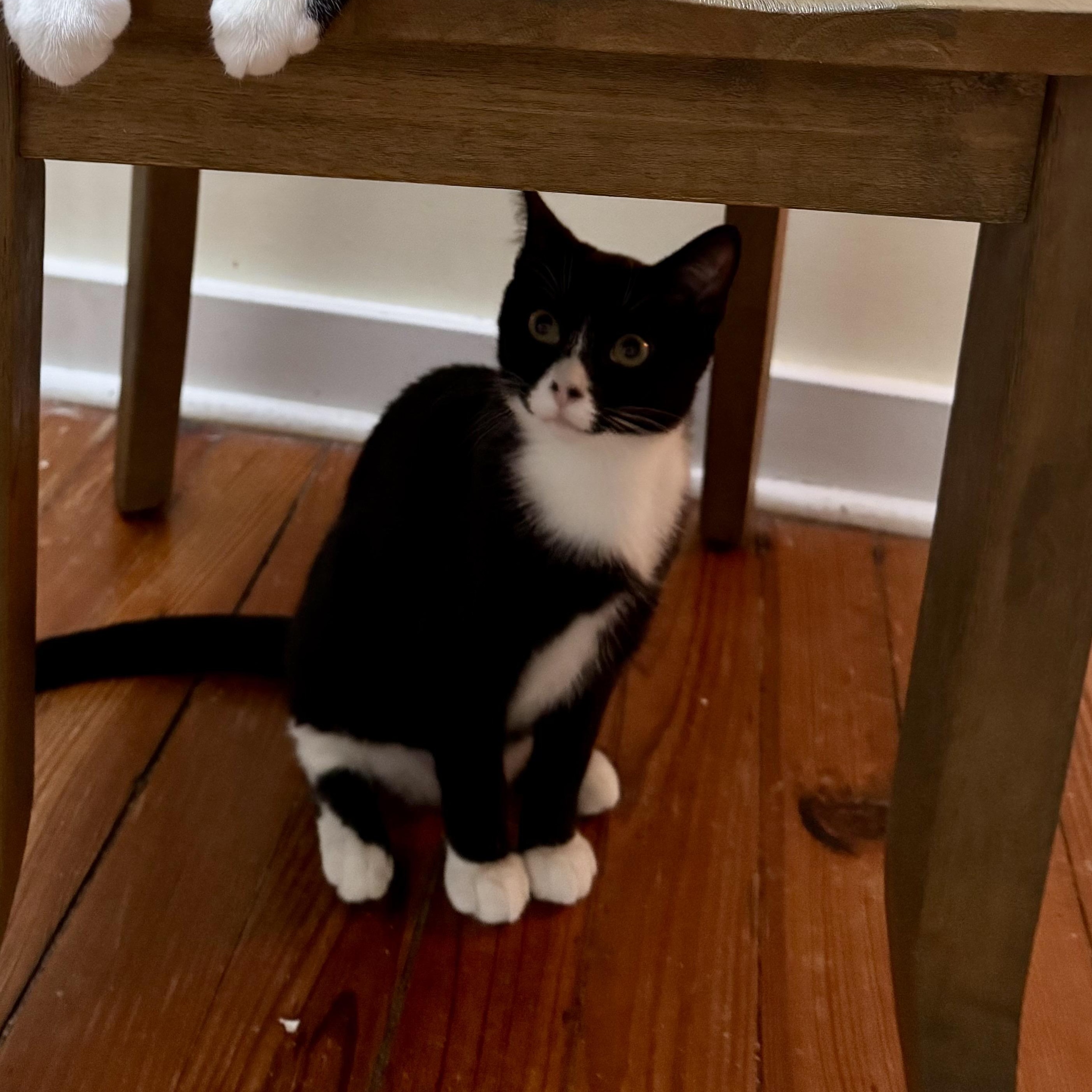 Dottie, a Adoptable Tuxedo in Philadelphia, PA image 2/2