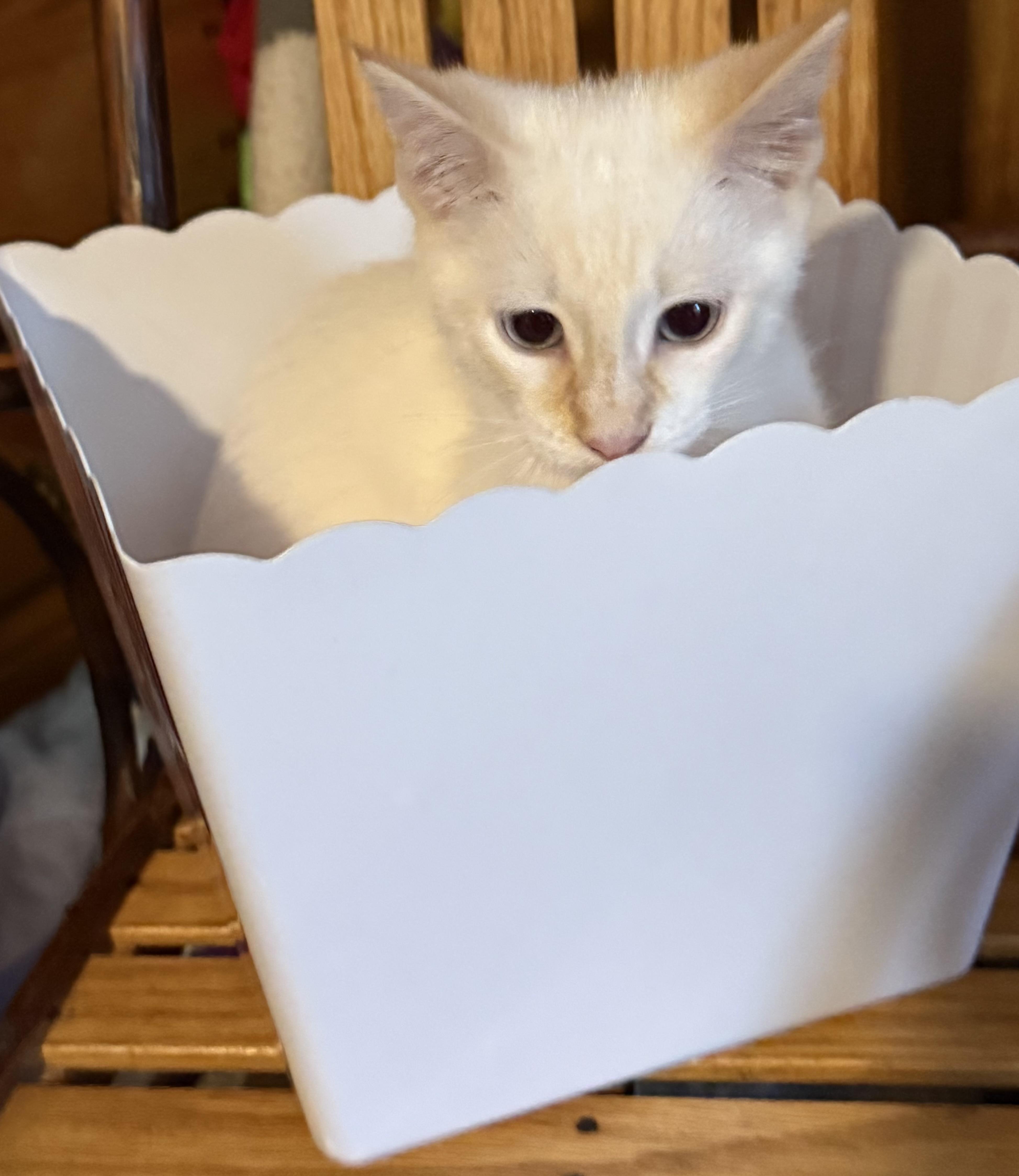 Enlarge Lightning, a Adopted Siamese in Export, PA image 4/6