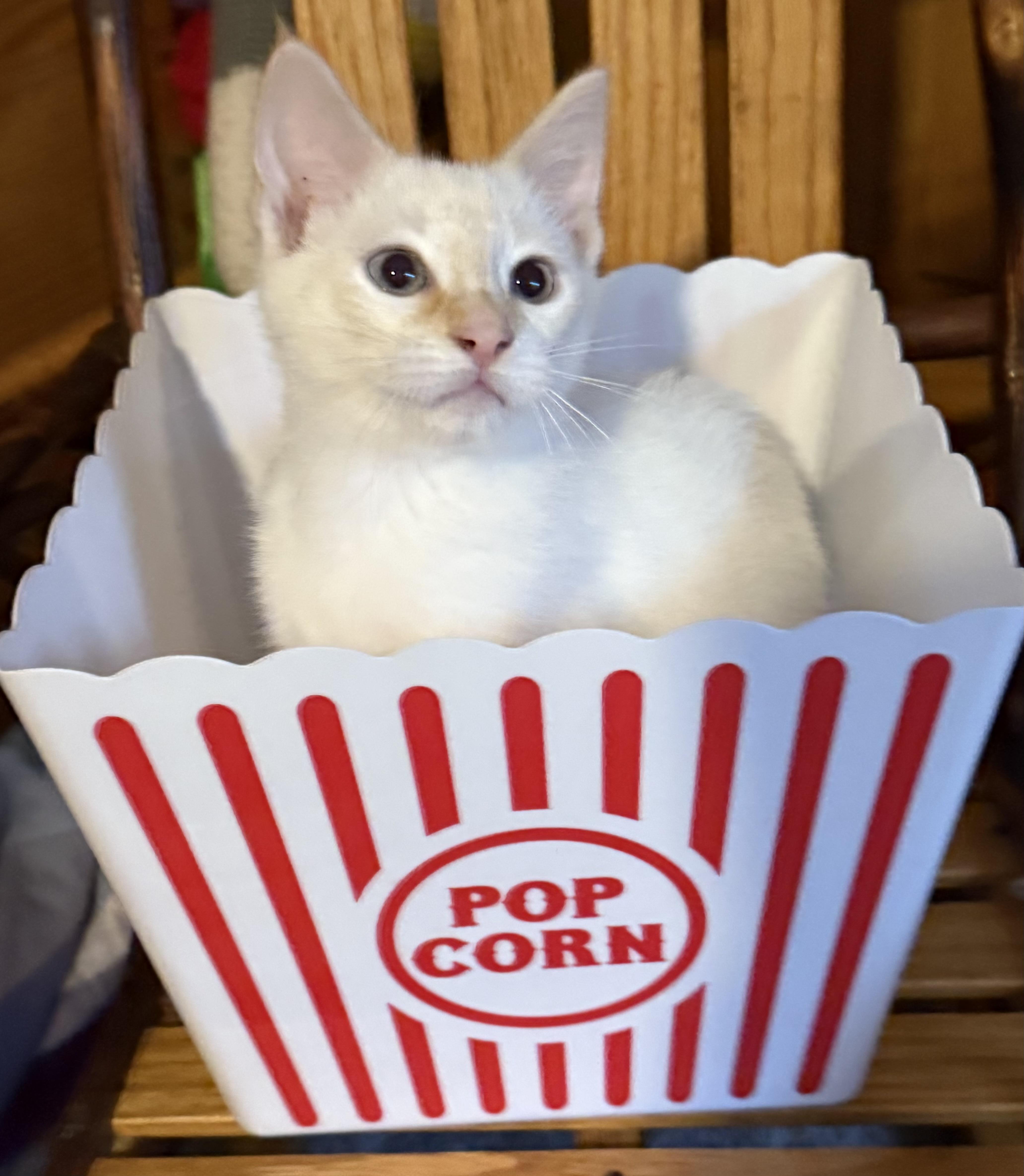 Lightning, Adopted, Kitten Male Siamese.