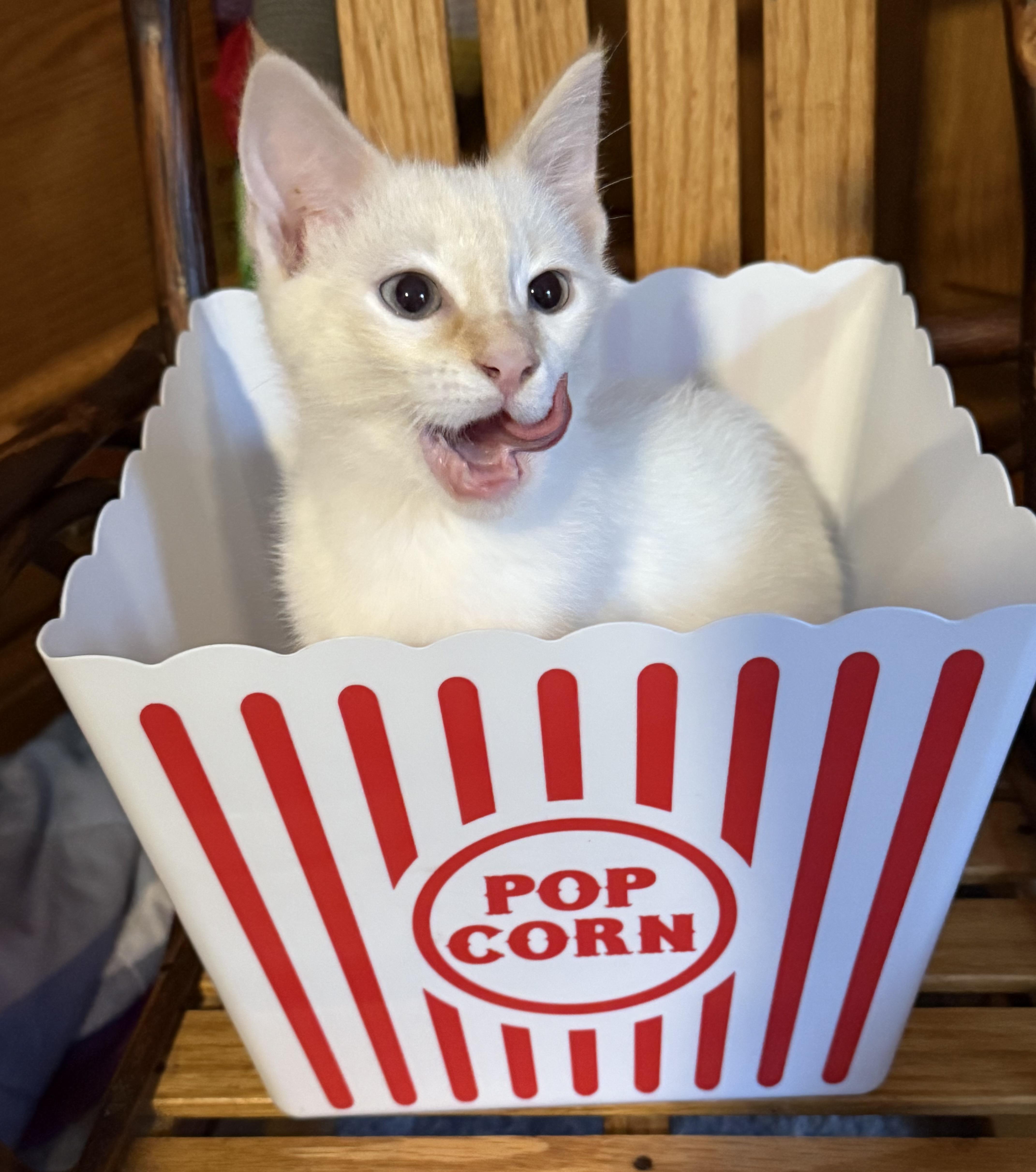 Enlarge Lightning, a Adopted Siamese in Export, PA image 5/6