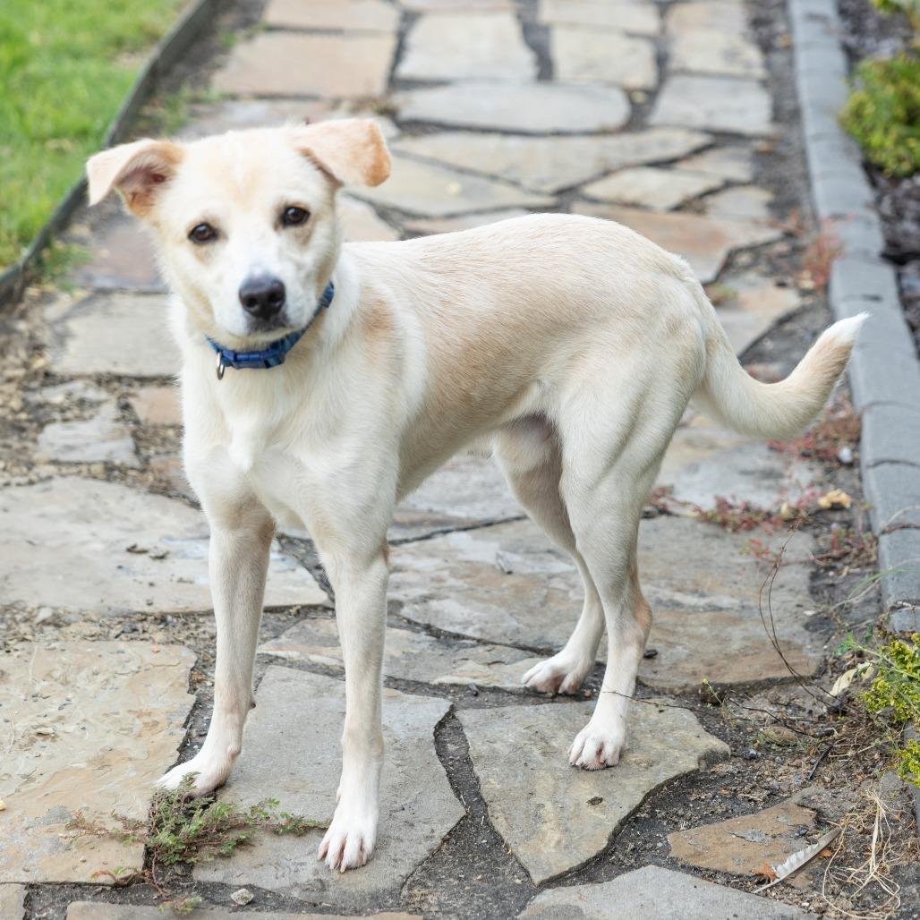Enlarge Waldo, a ADOPTABLE Mixed Breed in Cape Girardeau, MO image 2/2