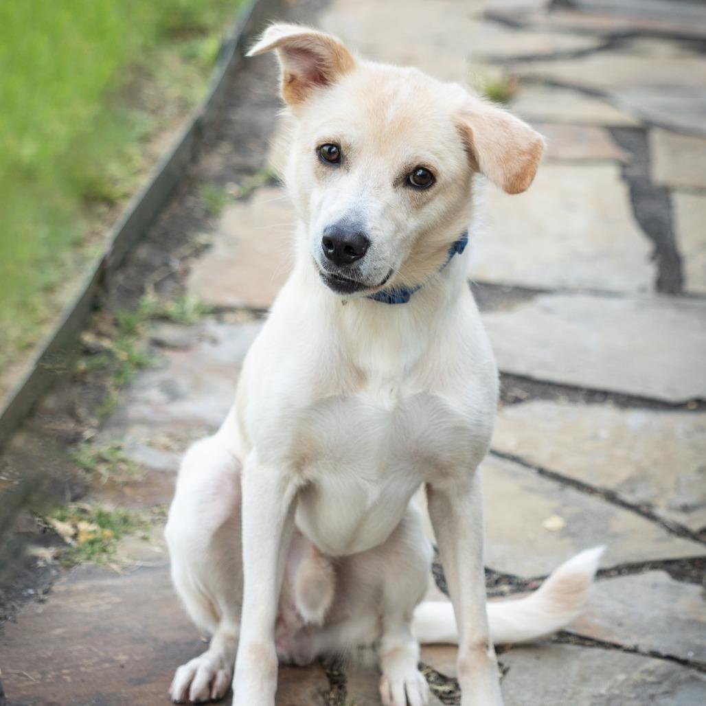 Enlarge Waldo, a ADOPTABLE Mixed Breed in Cape Girardeau, MO image 1/2