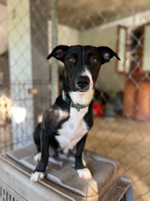 Enlarge Gigi, a ADOPTABLE mixed breed in Milwaukie, OR image 1/6