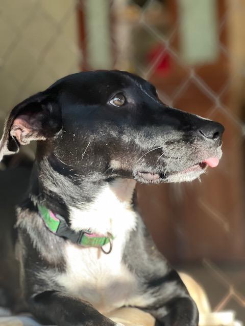 Enlarge Gigi, a ADOPTABLE mixed breed in Milwaukie, OR image 3/6