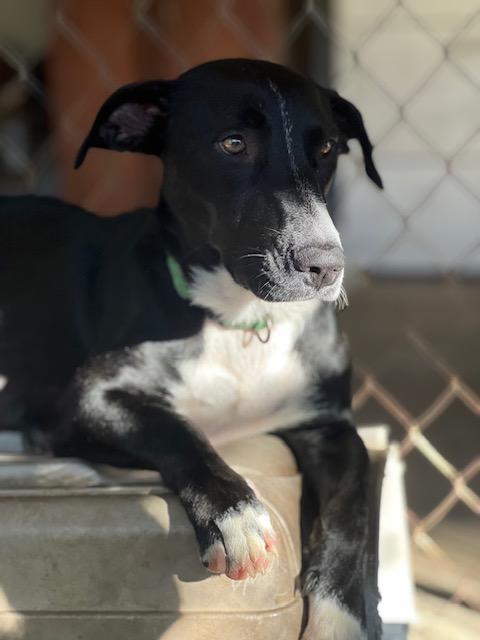 Enlarge Gigi, a ADOPTABLE mixed breed in Milwaukie, OR image 2/6