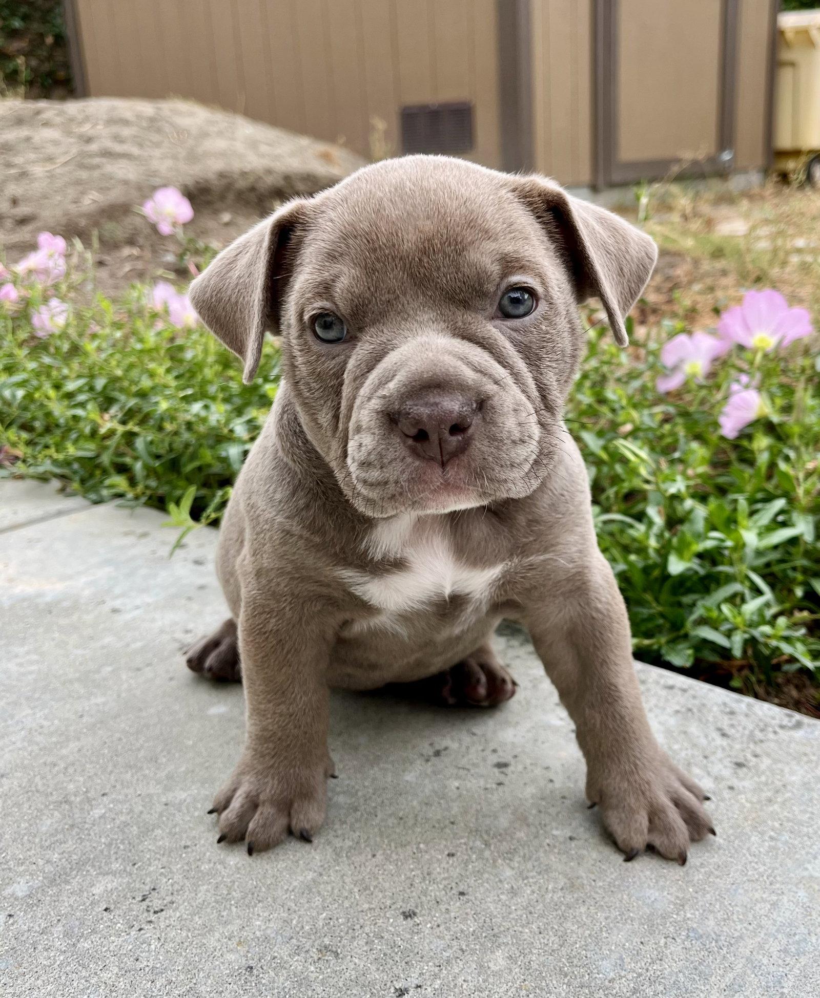 Enlarge Nettle, a Adoptable mixed breed in Orange, CA image 1/1