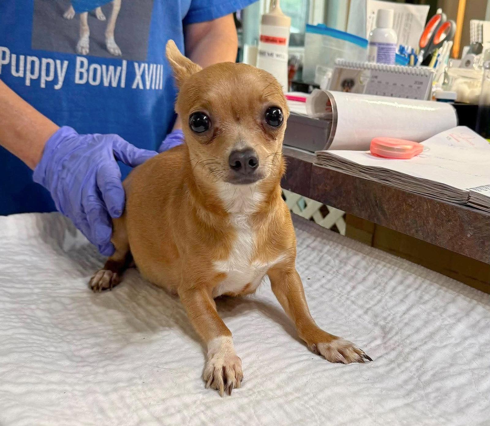 Enlarge Tilly Sue (NOT YET AVAIL - PREGNANT), a Adoptable Chihuahua in Benton, LA image 1/1