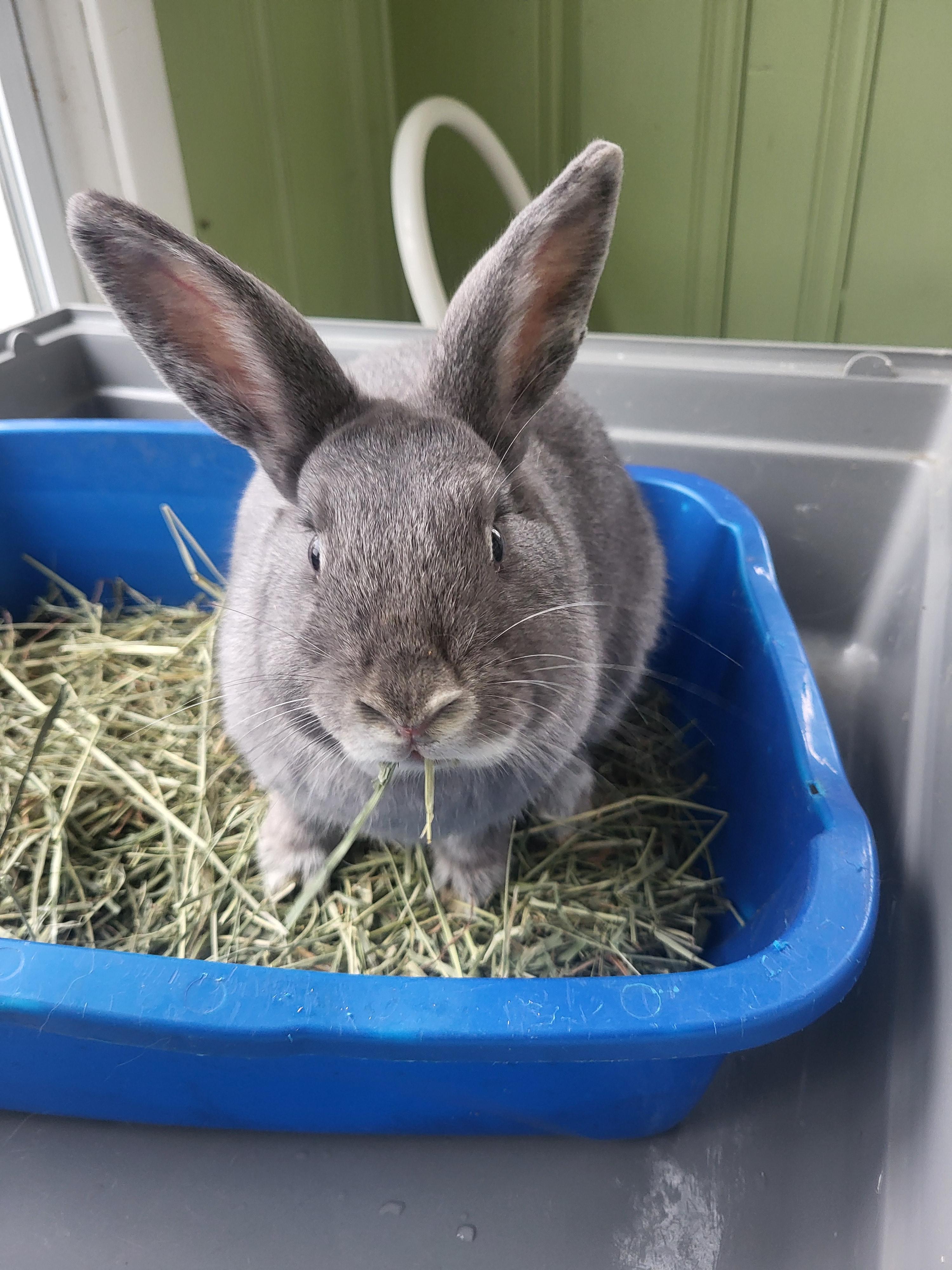 Luna, Adult Female American