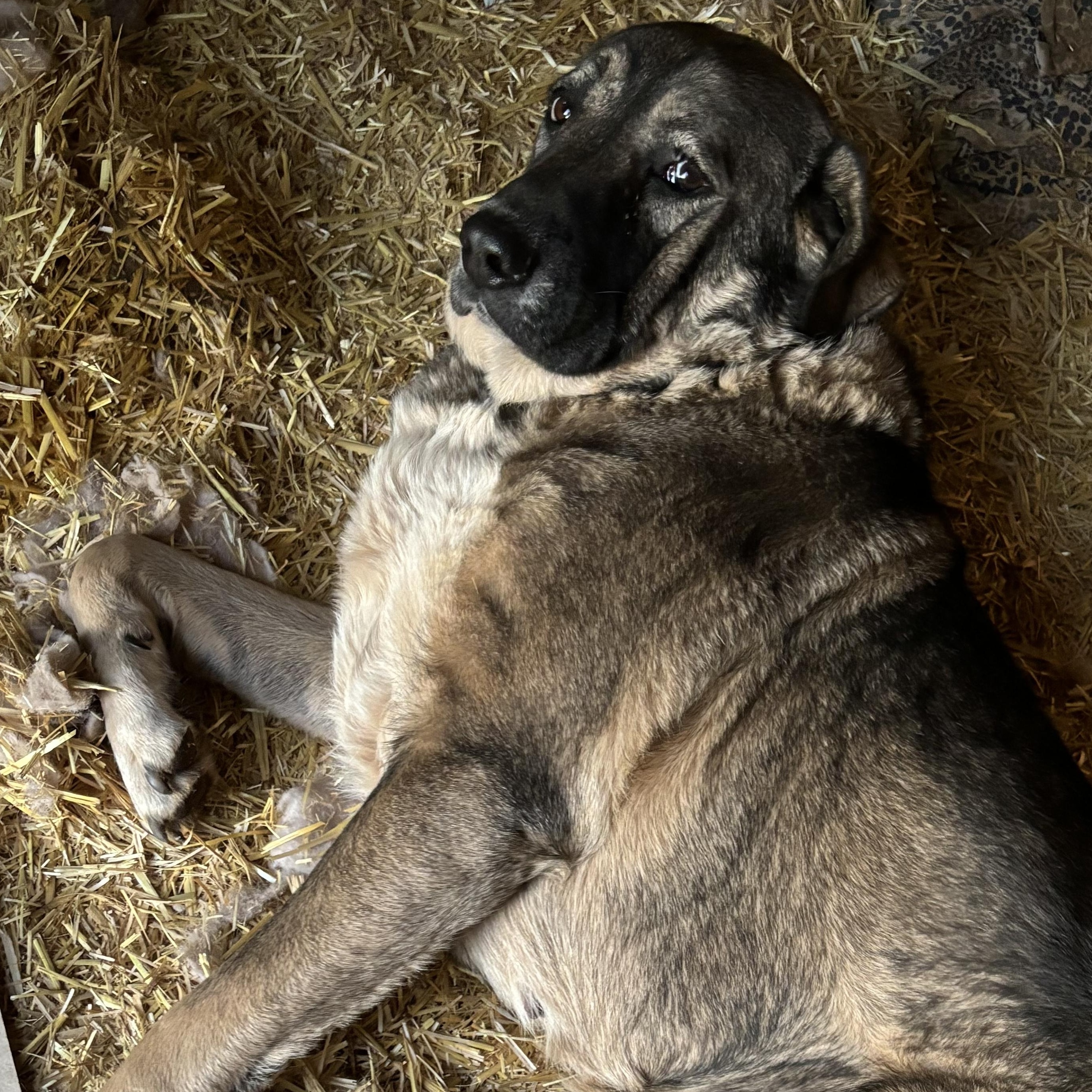 Tollie, an adoptable Anatolian Shepherd in San Diego, CA image 2/3