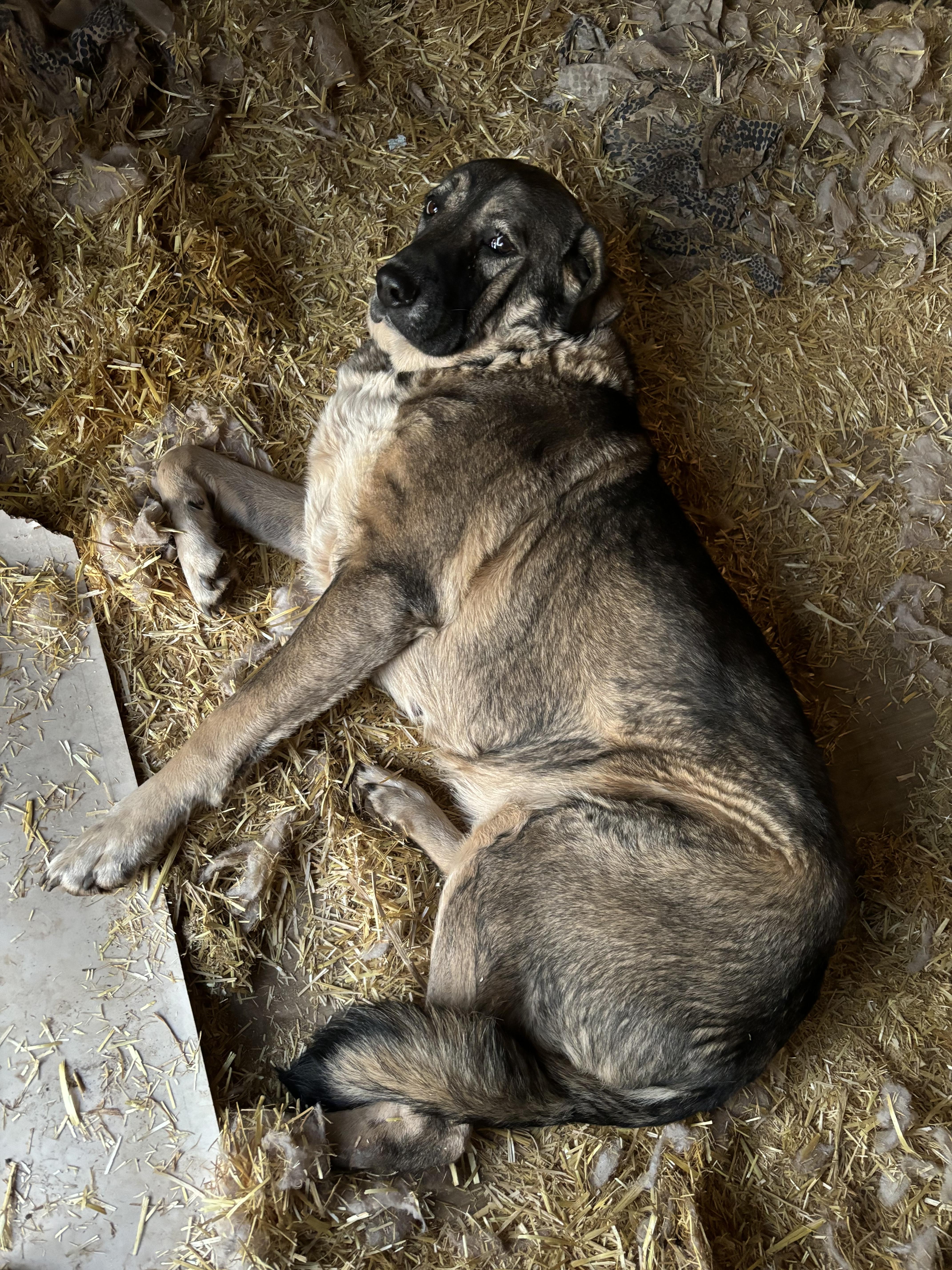 Tollie, a Adoptable Anatolian Shepherd in San Diego, CA image 2/3