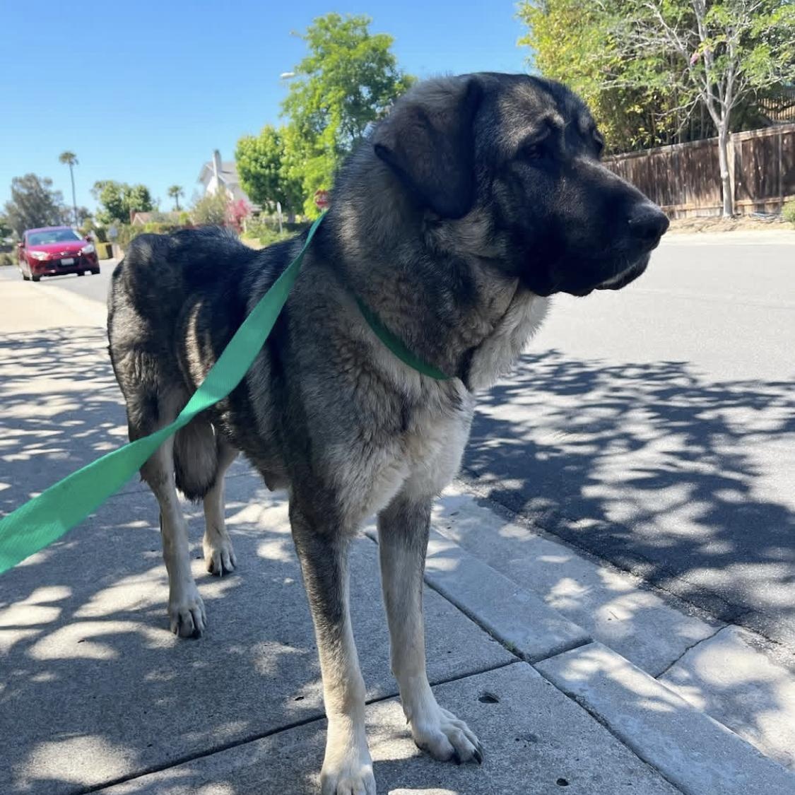 Tollie, a Adoptable Anatolian Shepherd in San Diego, CA image 1/3