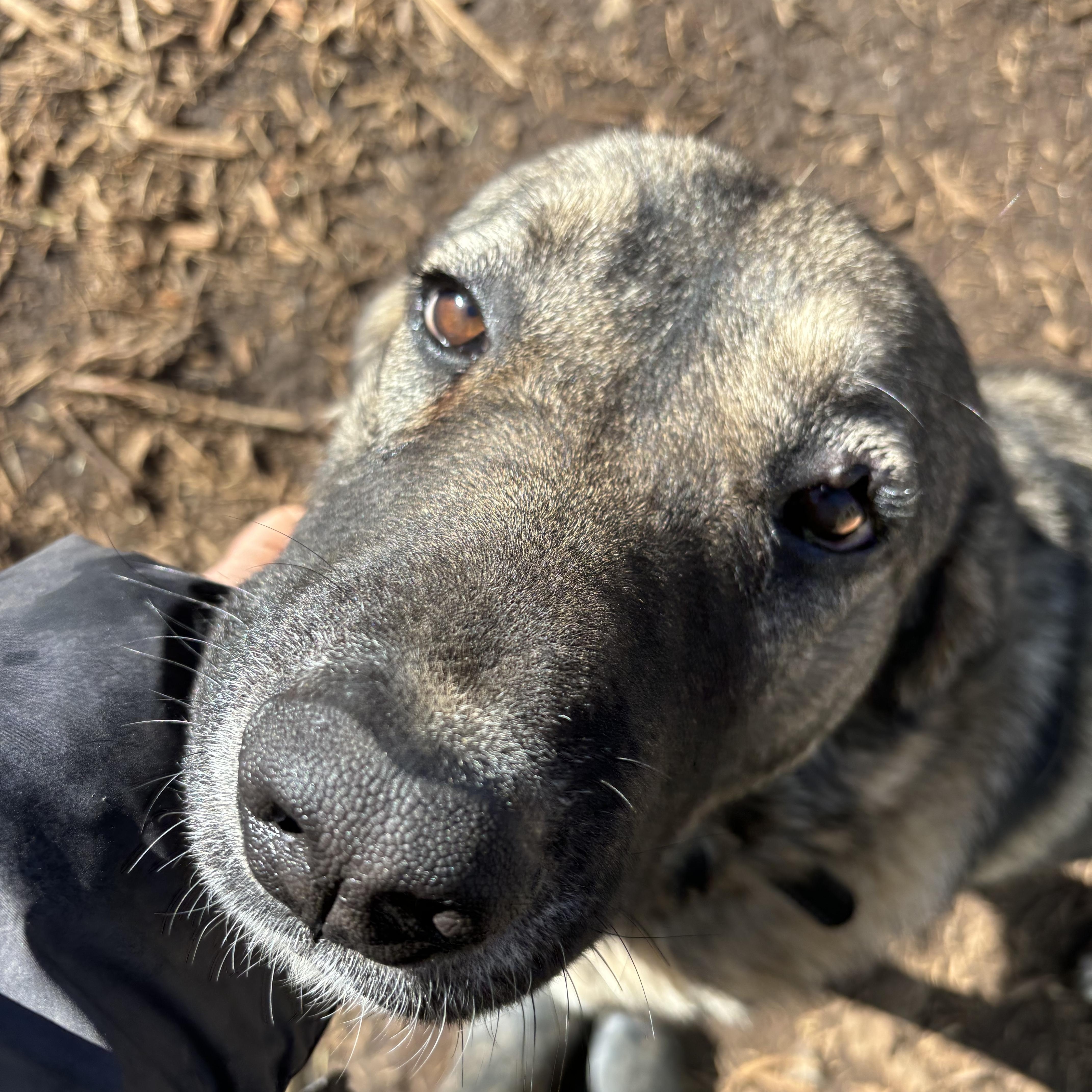 Tollie, an adoptable Anatolian Shepherd in San Diego, CA image 3/3