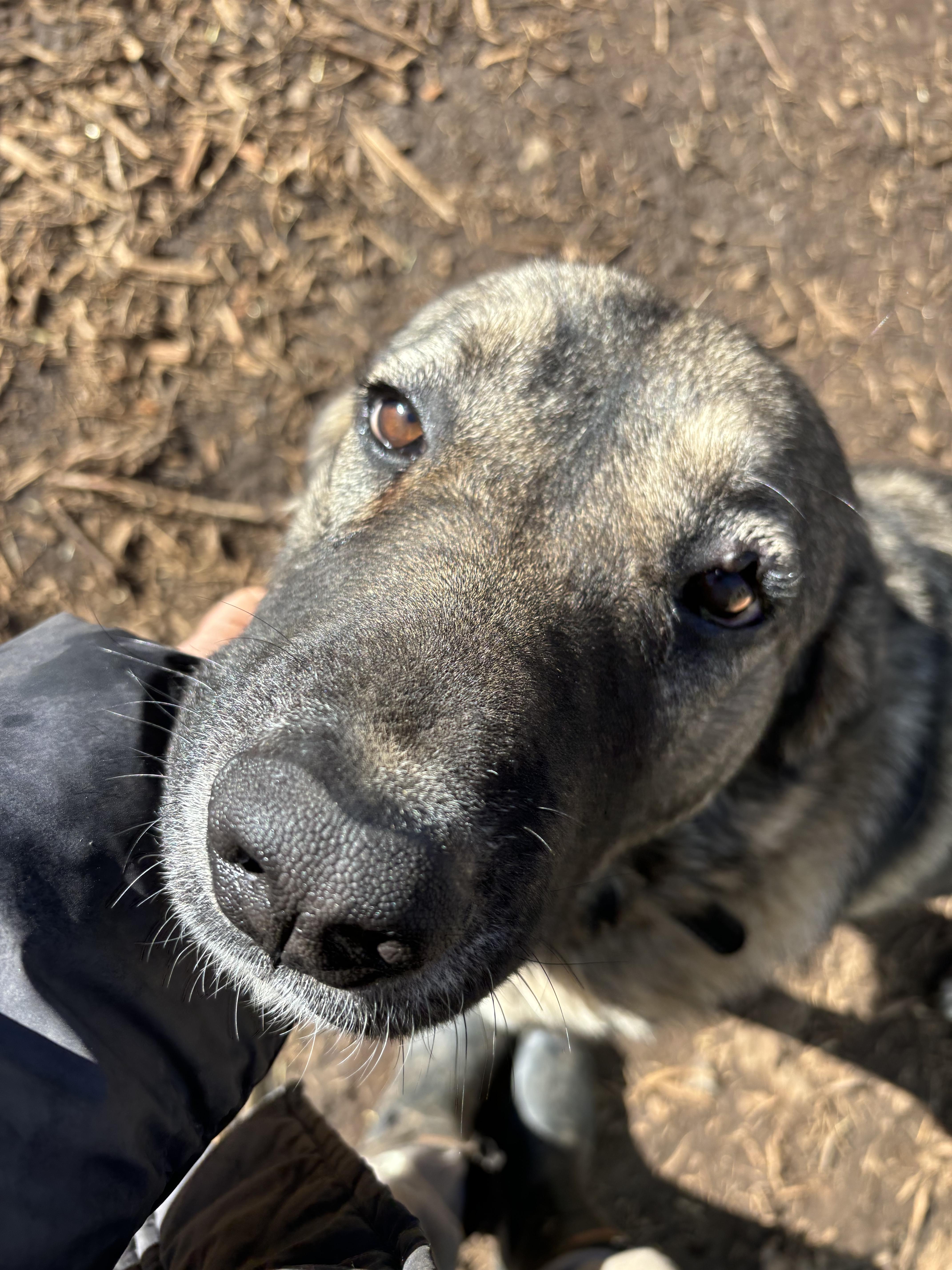 Tollie, a Adoptable Anatolian Shepherd in San Diego, CA image 3/3