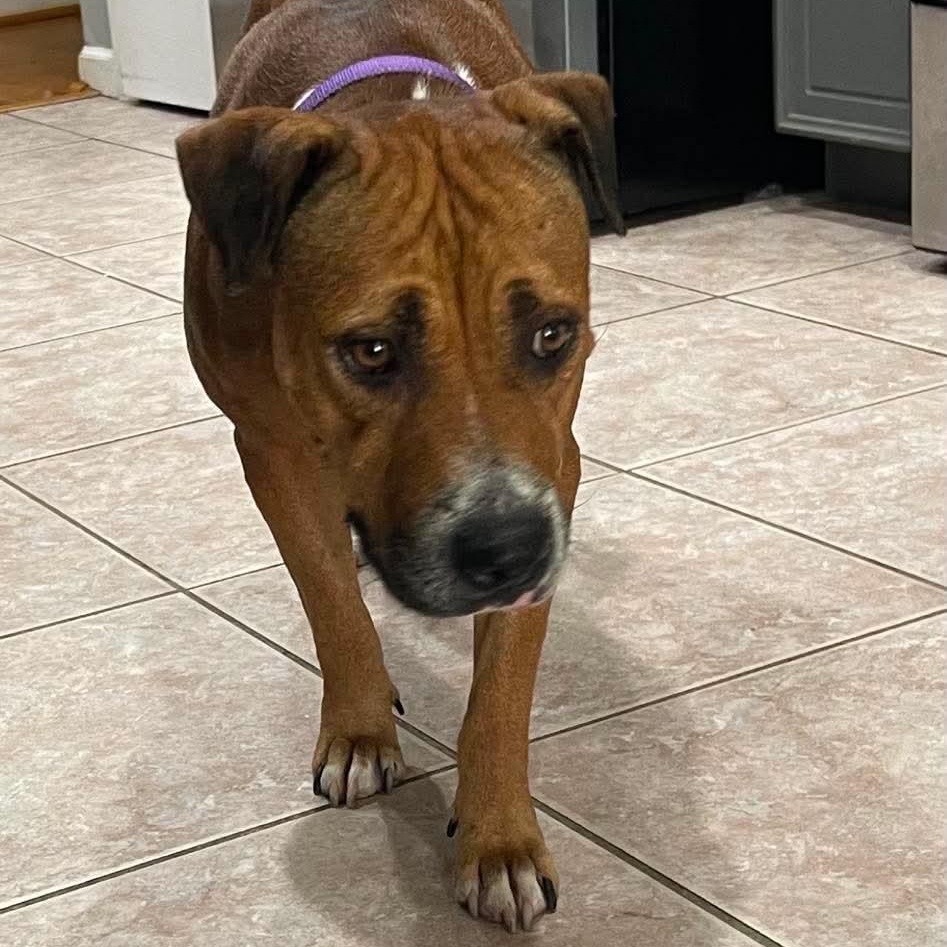 Enlarge hazel, a Adoptable mixed breed in Hedgesville, WV image 2/6