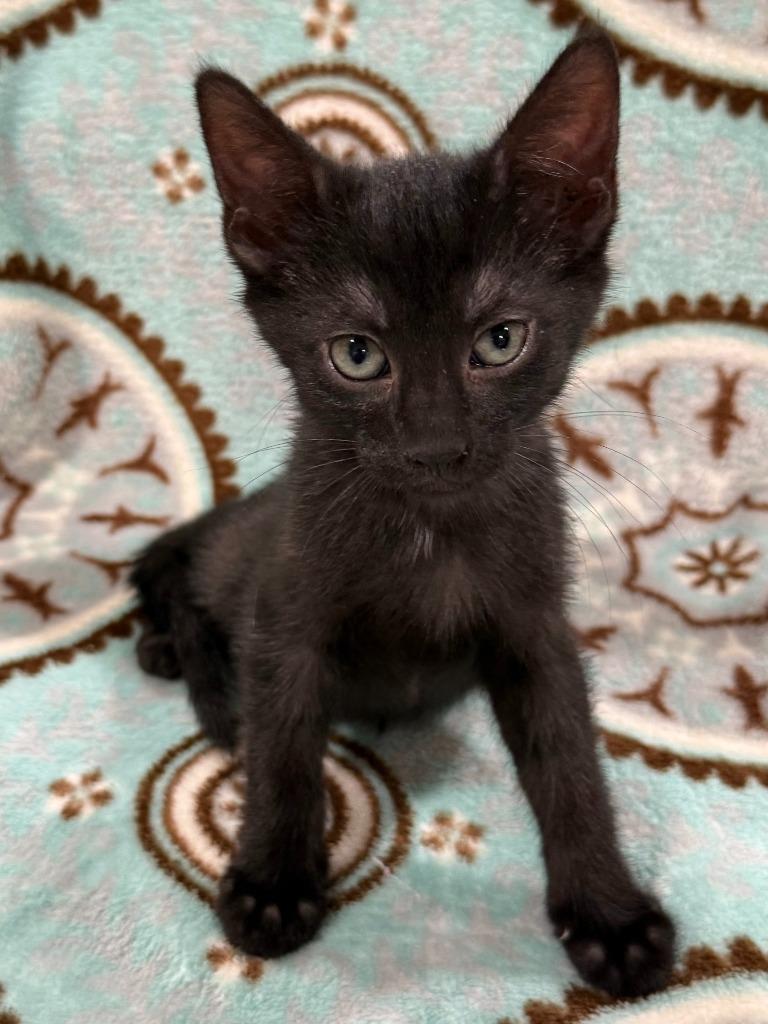 Rosita, Adoptable, Kitten Female Domestic Short Hair.