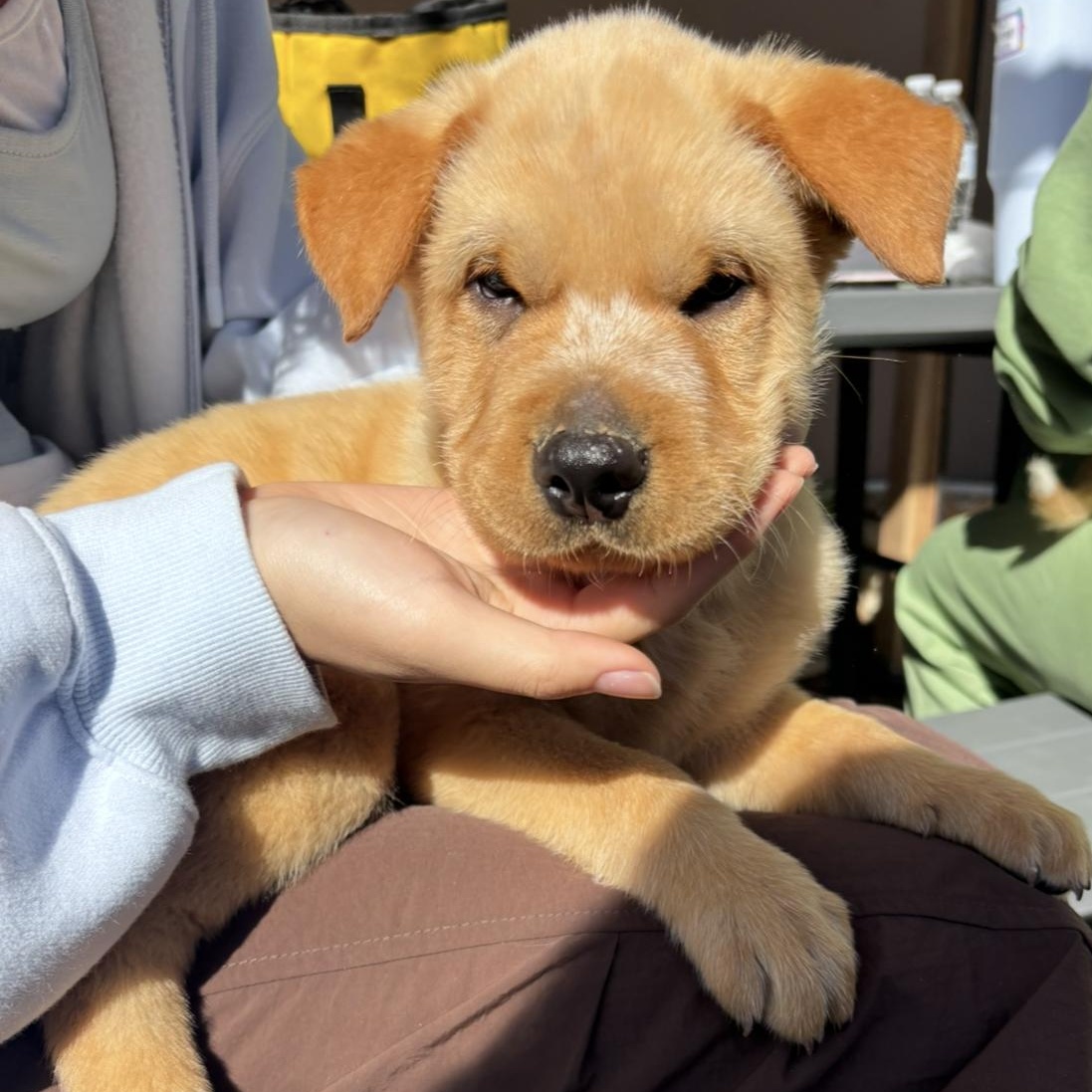 Huckleberry, Adoptable, Puppy Male Australian Shepherd & Shar-Pei.