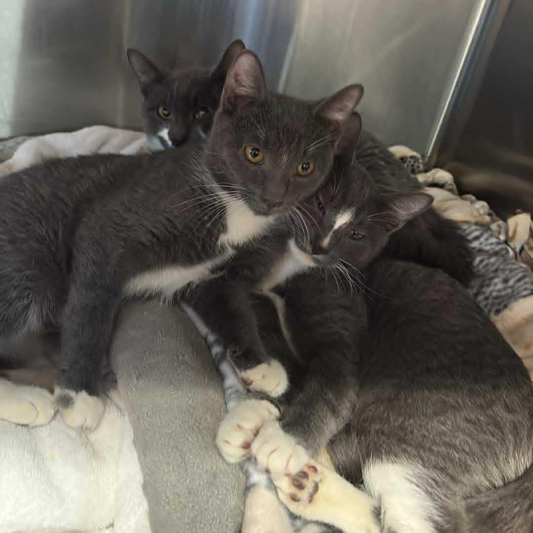 Brooke, Adoptable, Young Female Domestic Short Hair.